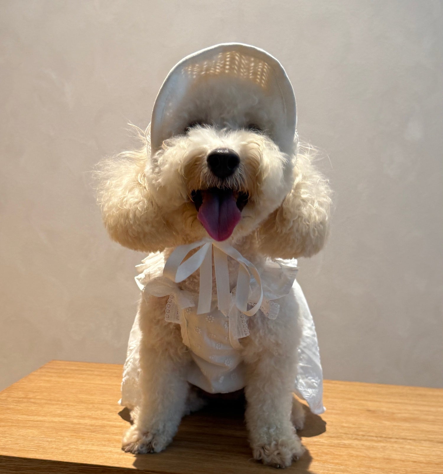 Pawmellow