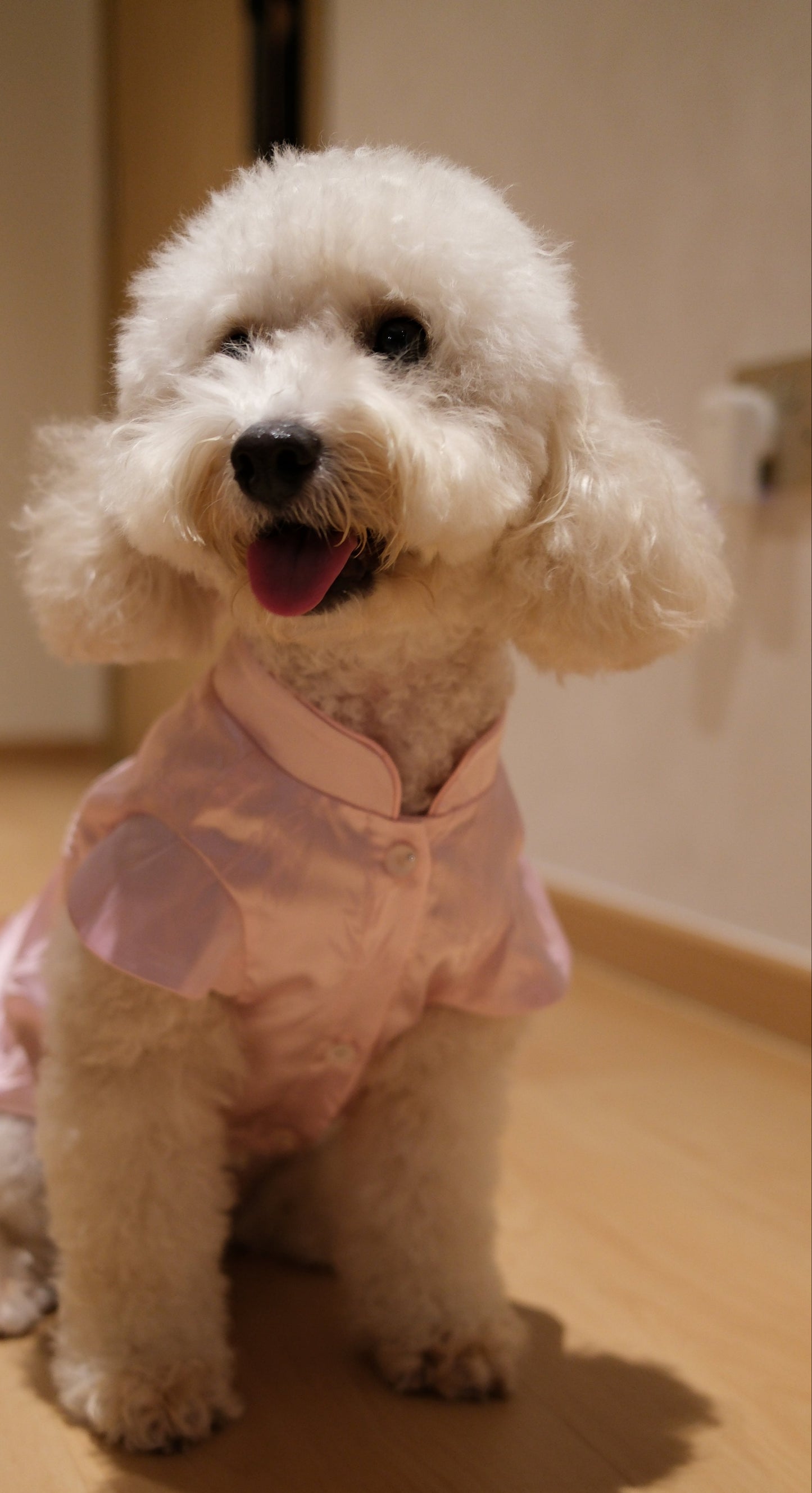 Little Qipao Collection