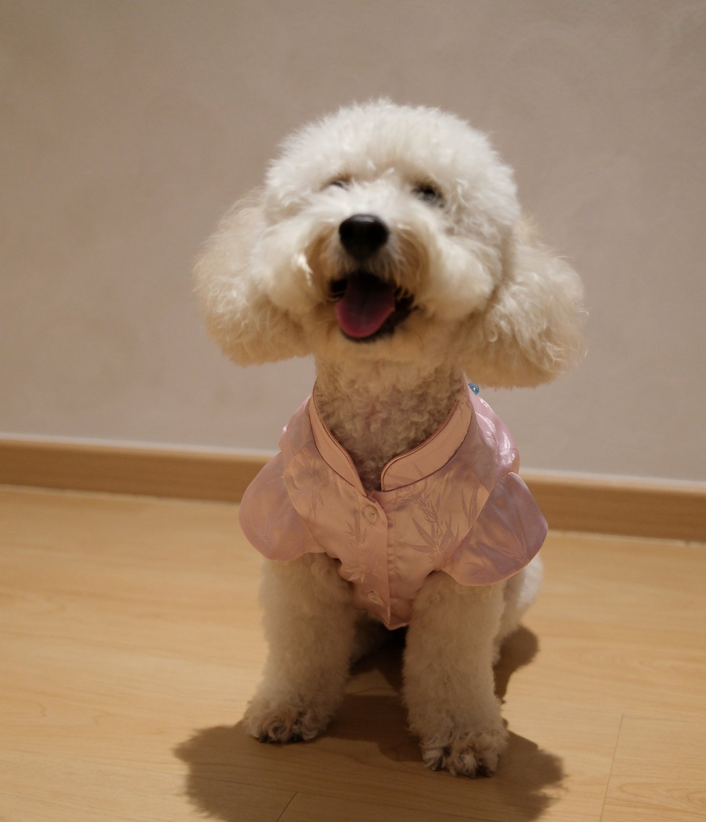 Little Qipao Collection