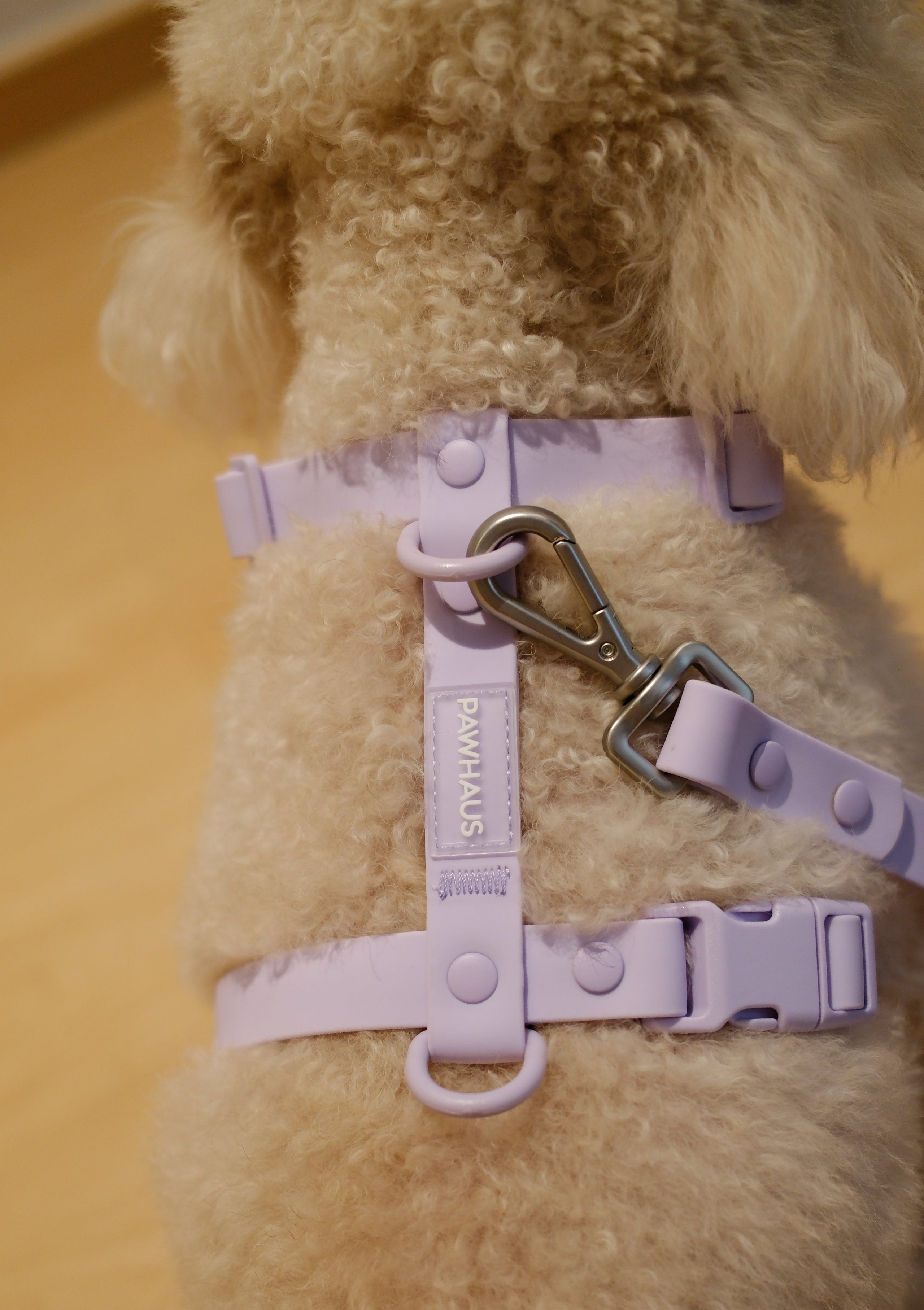 Harness and Leash