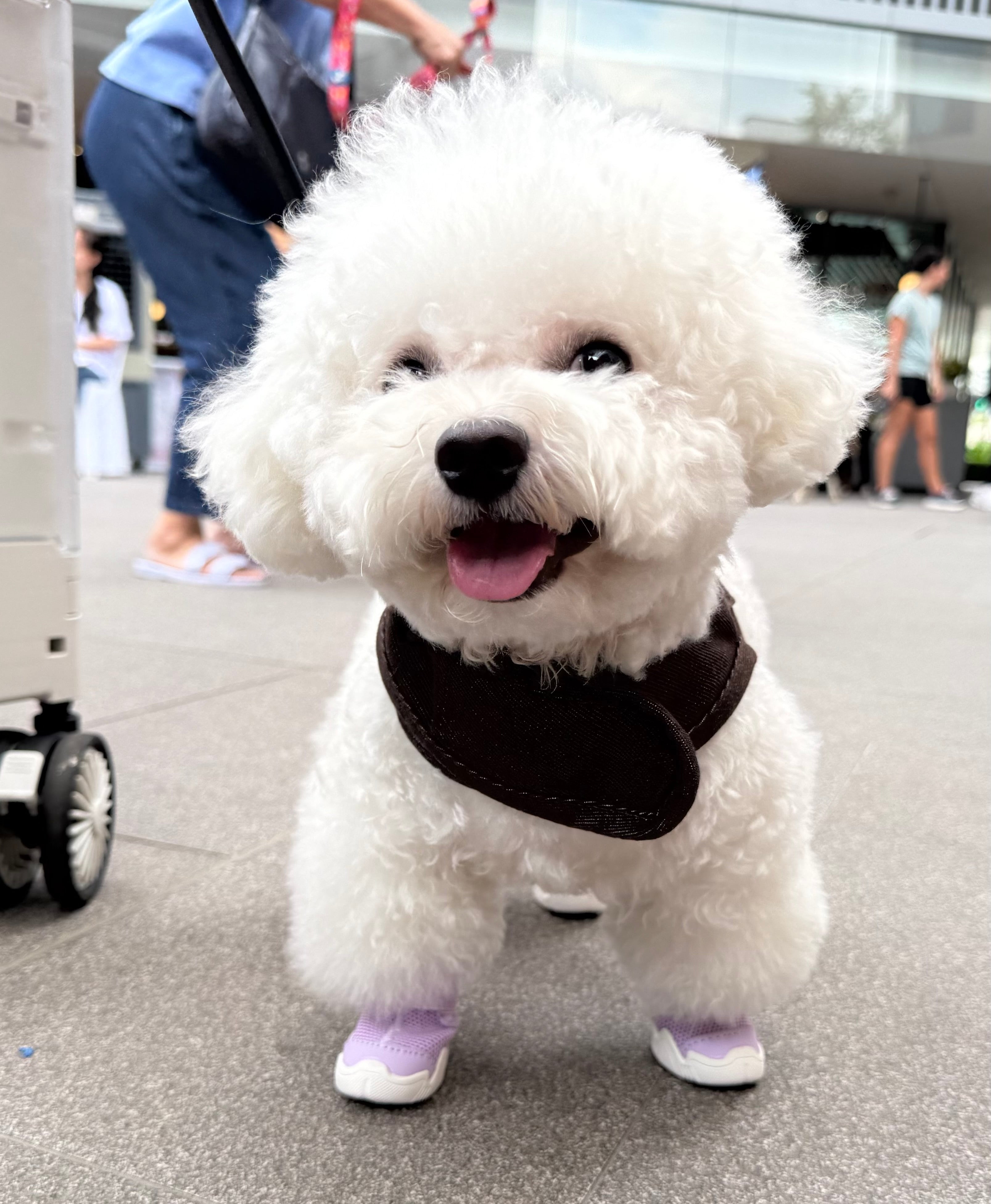 AirPaws™ Series 001 — Lightweight Breathable Dog Shoes