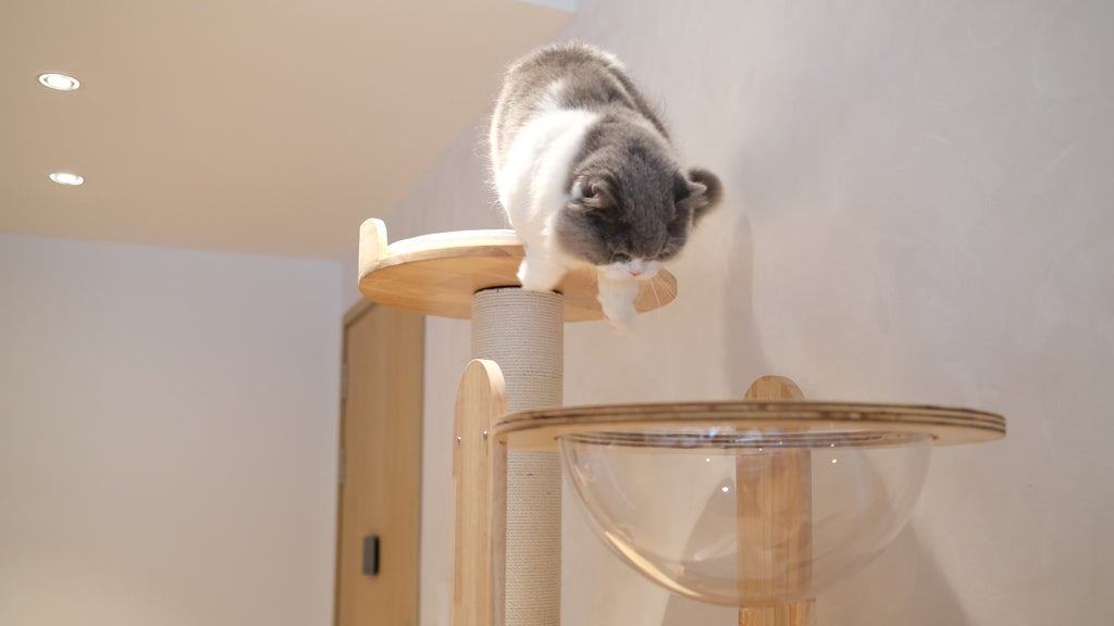 Purrch Club - Loft