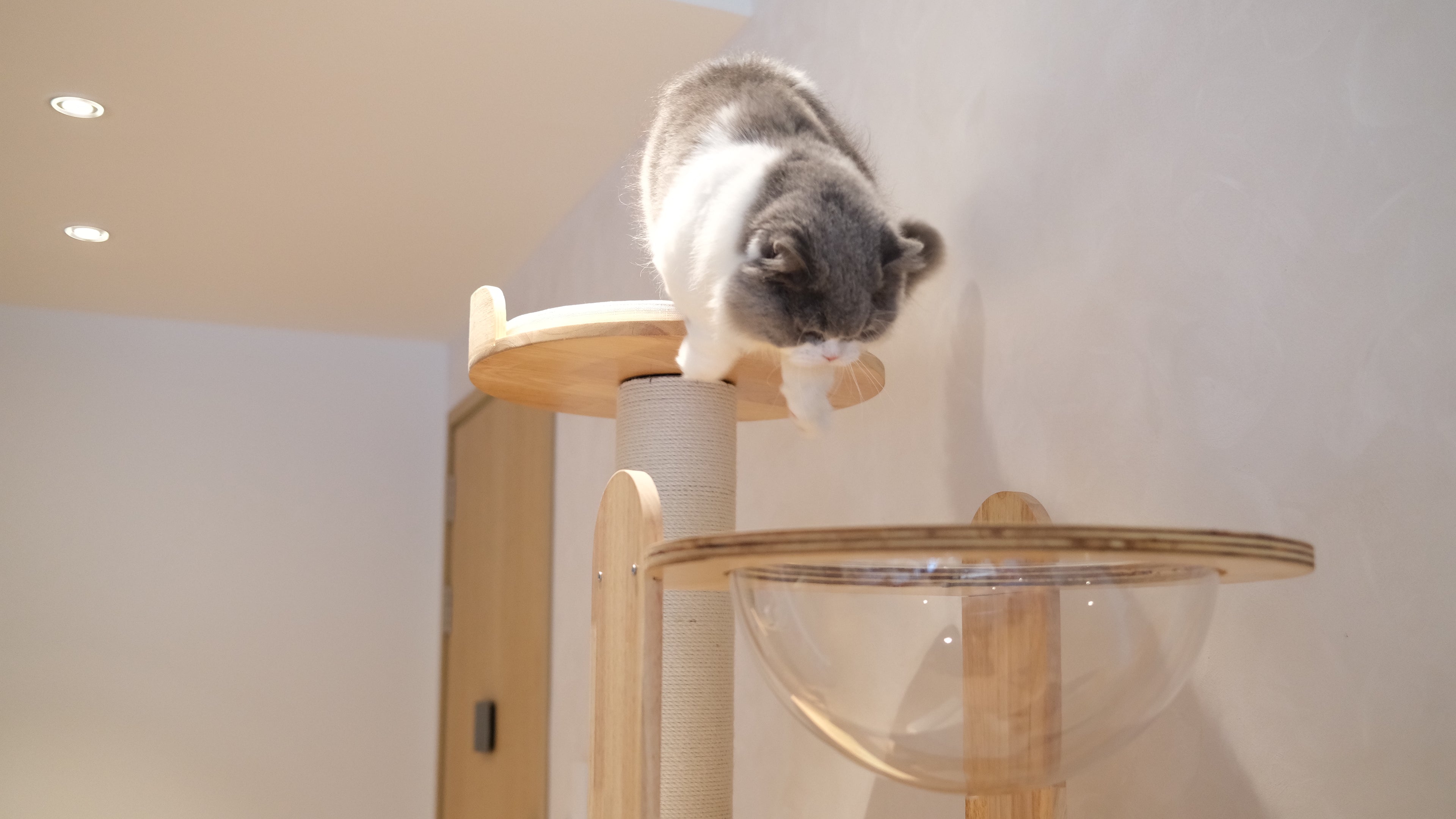 Purrch Club - Loft