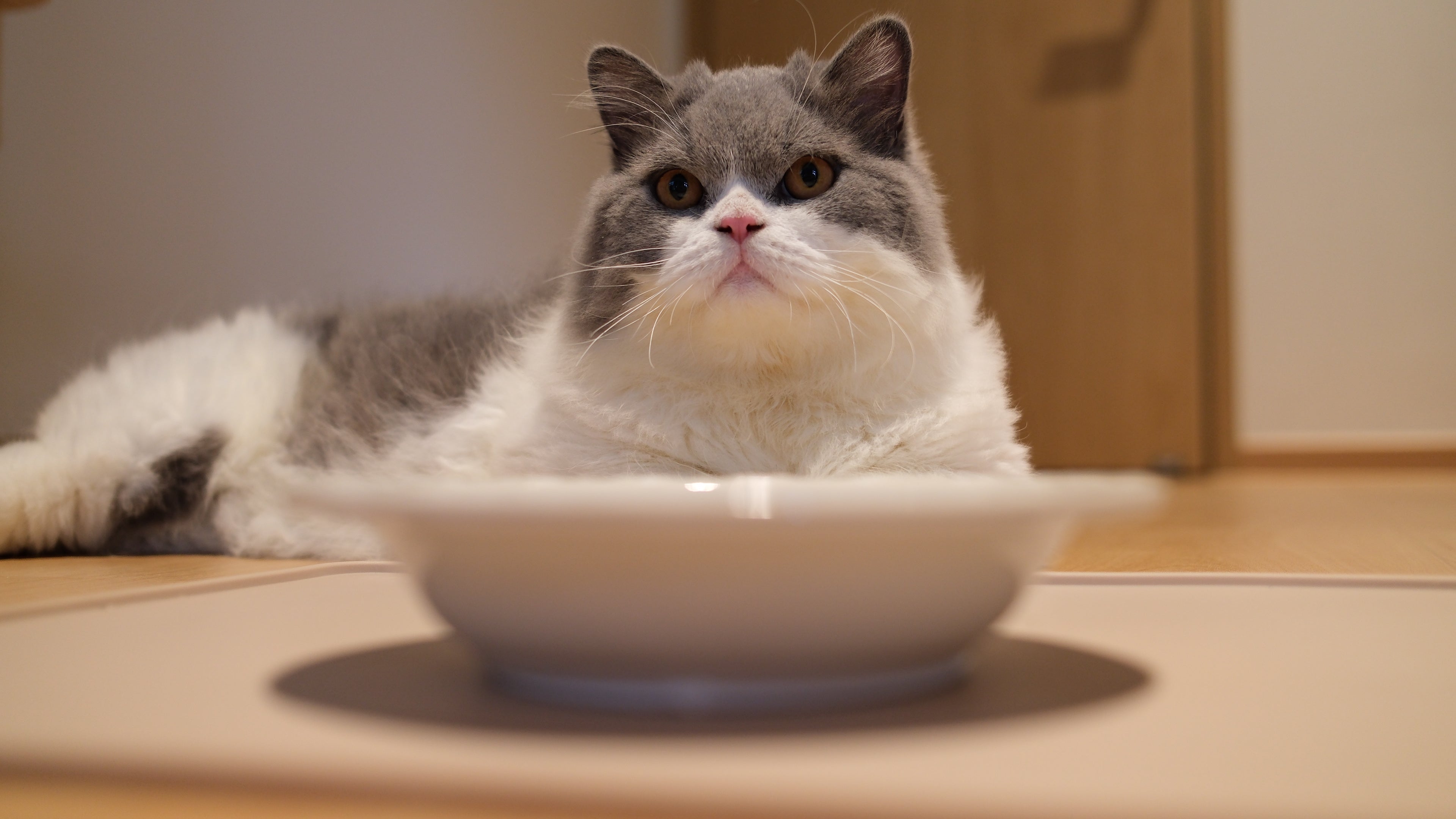 Pawhaus Tableware - Twin Stand Collection