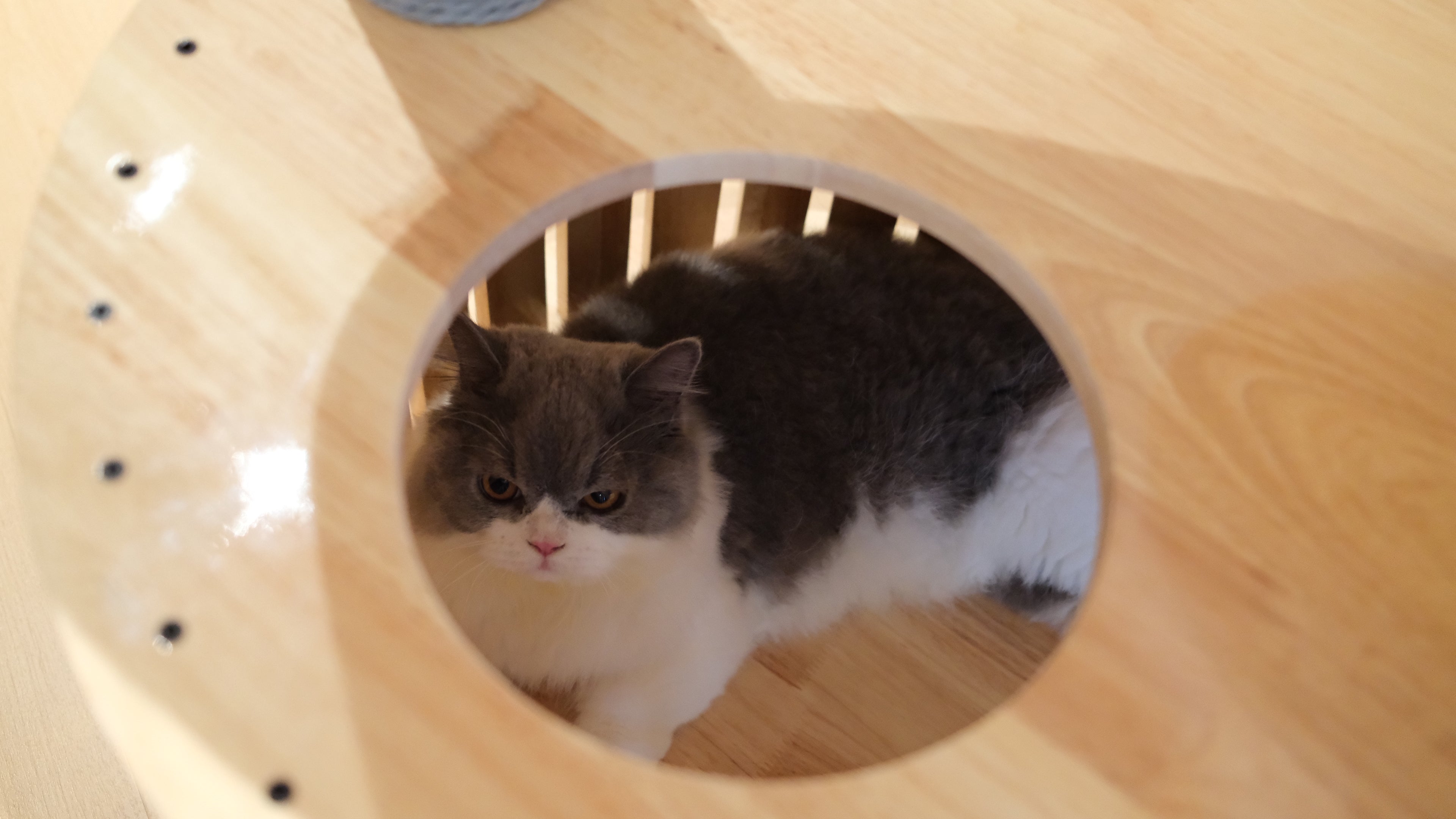 Purrch Club - Cloud