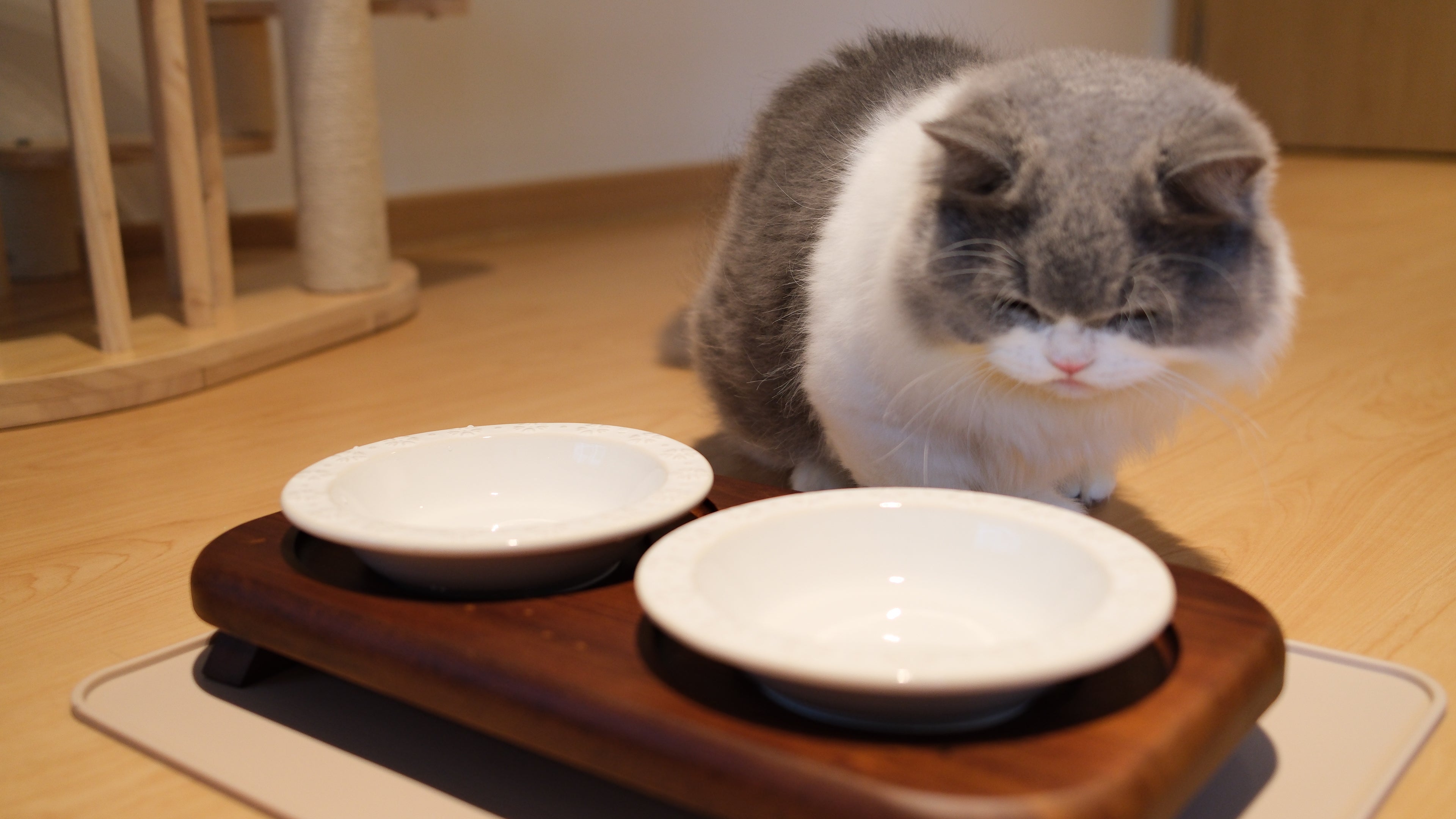 Pawhaus Tableware - Twin Stand Collection