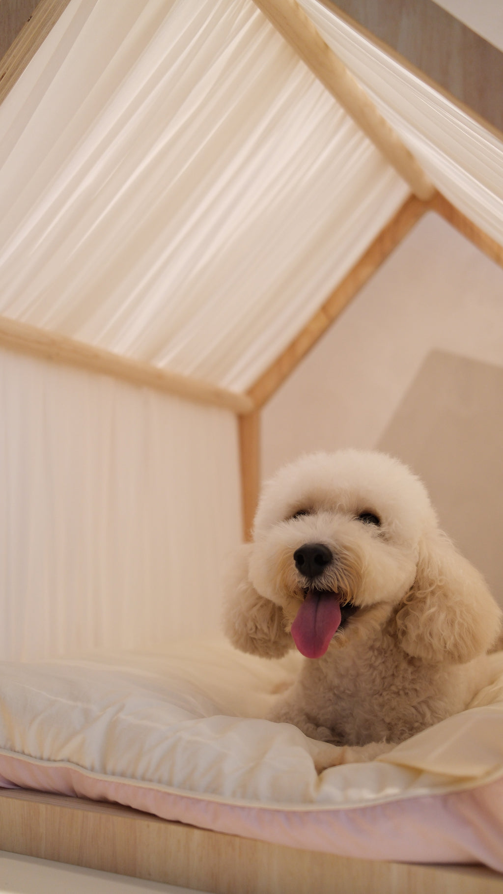 Home | Pawhaus × PawScoutSquad (Pre order, ETA 7 Dec 2026)