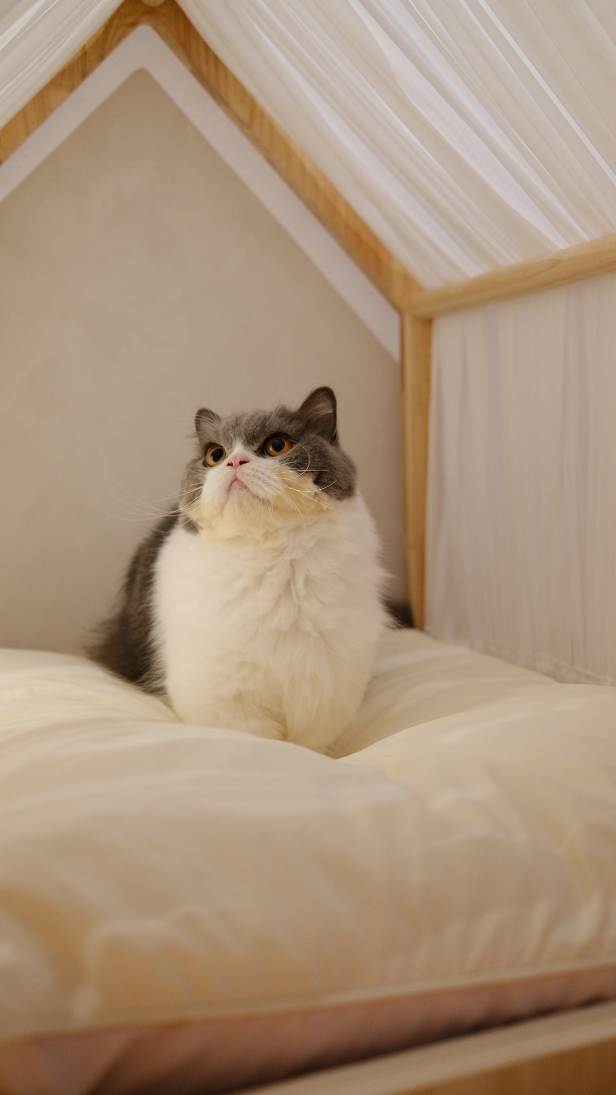 Home | Pawhaus × PawScoutSquad (Pre order, ETA 7 Dec 2026)