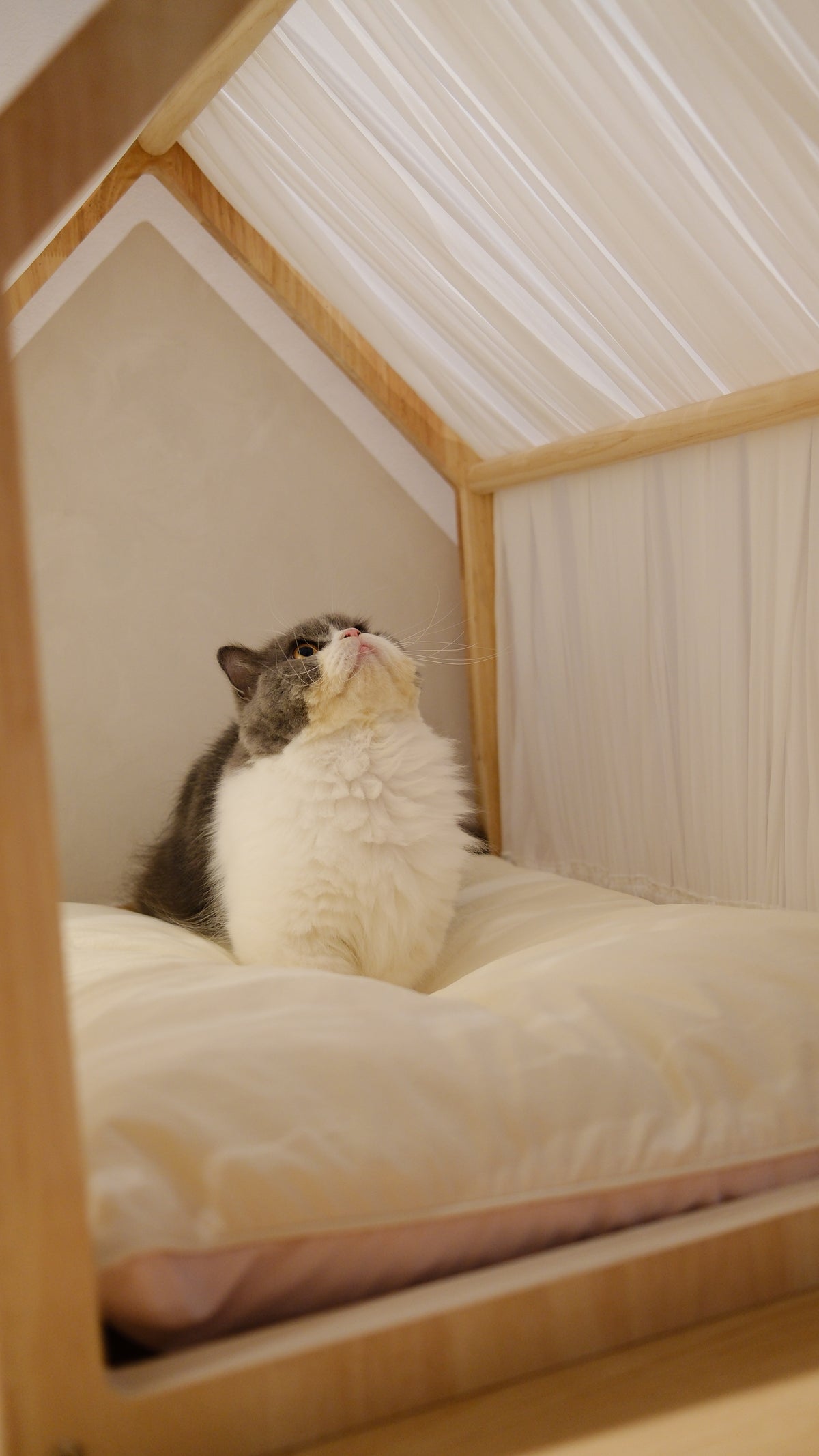 Home | Pawhaus × PawScoutSquad (Pre order, ETA 7 Dec 2026)