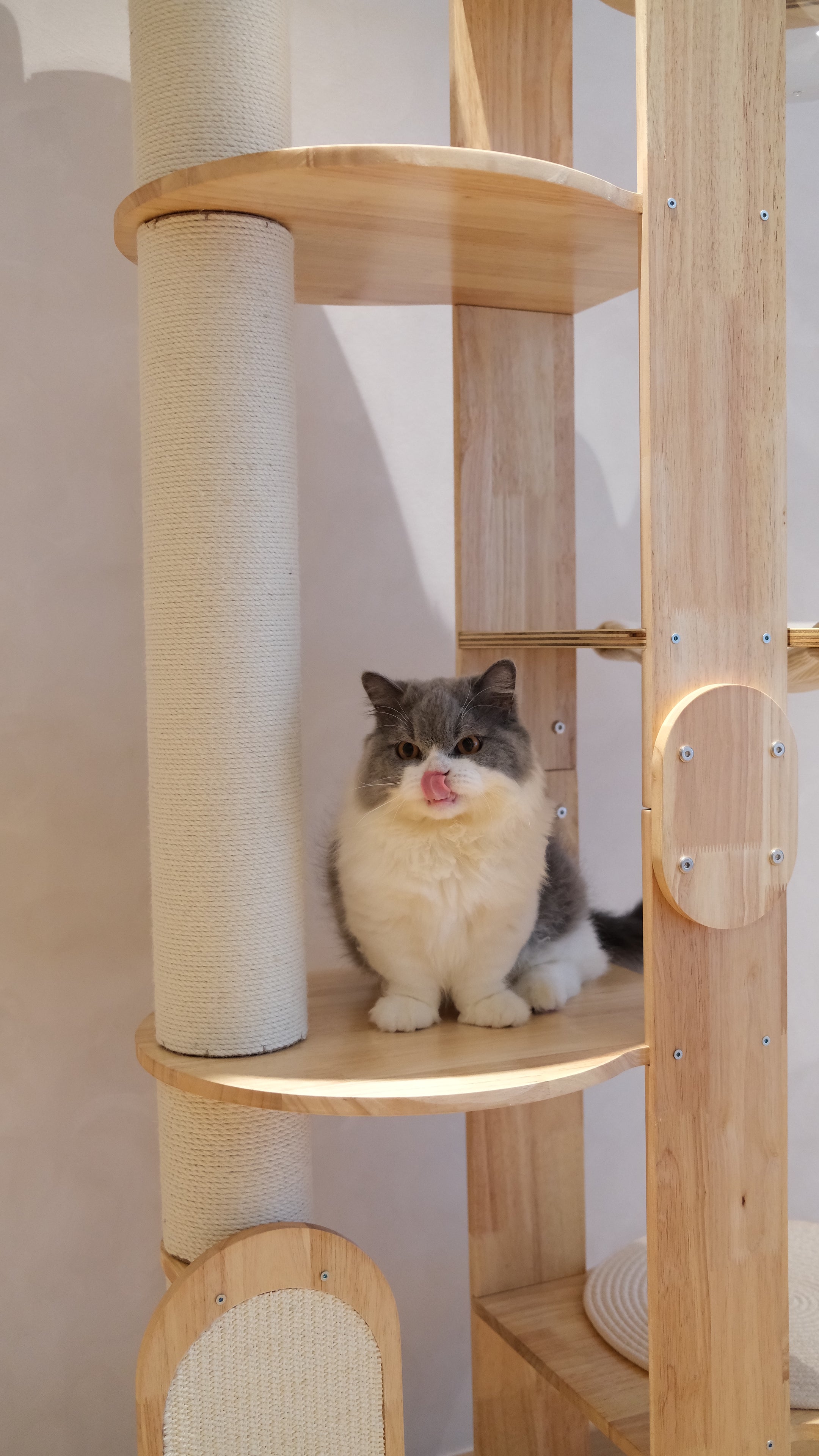 Purrch Club - Loft