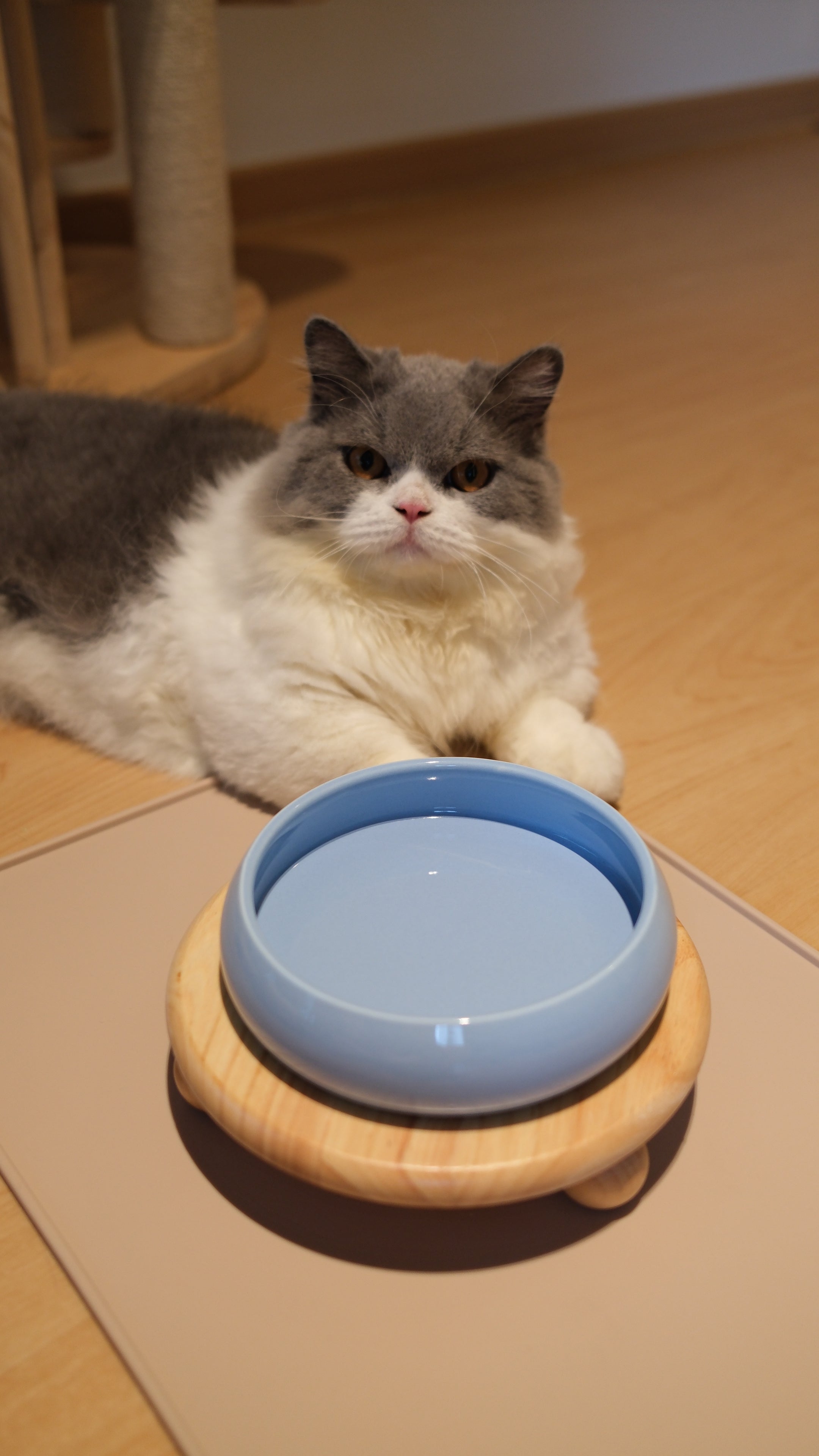 Pawhaus Tableware - Single Stand Collection