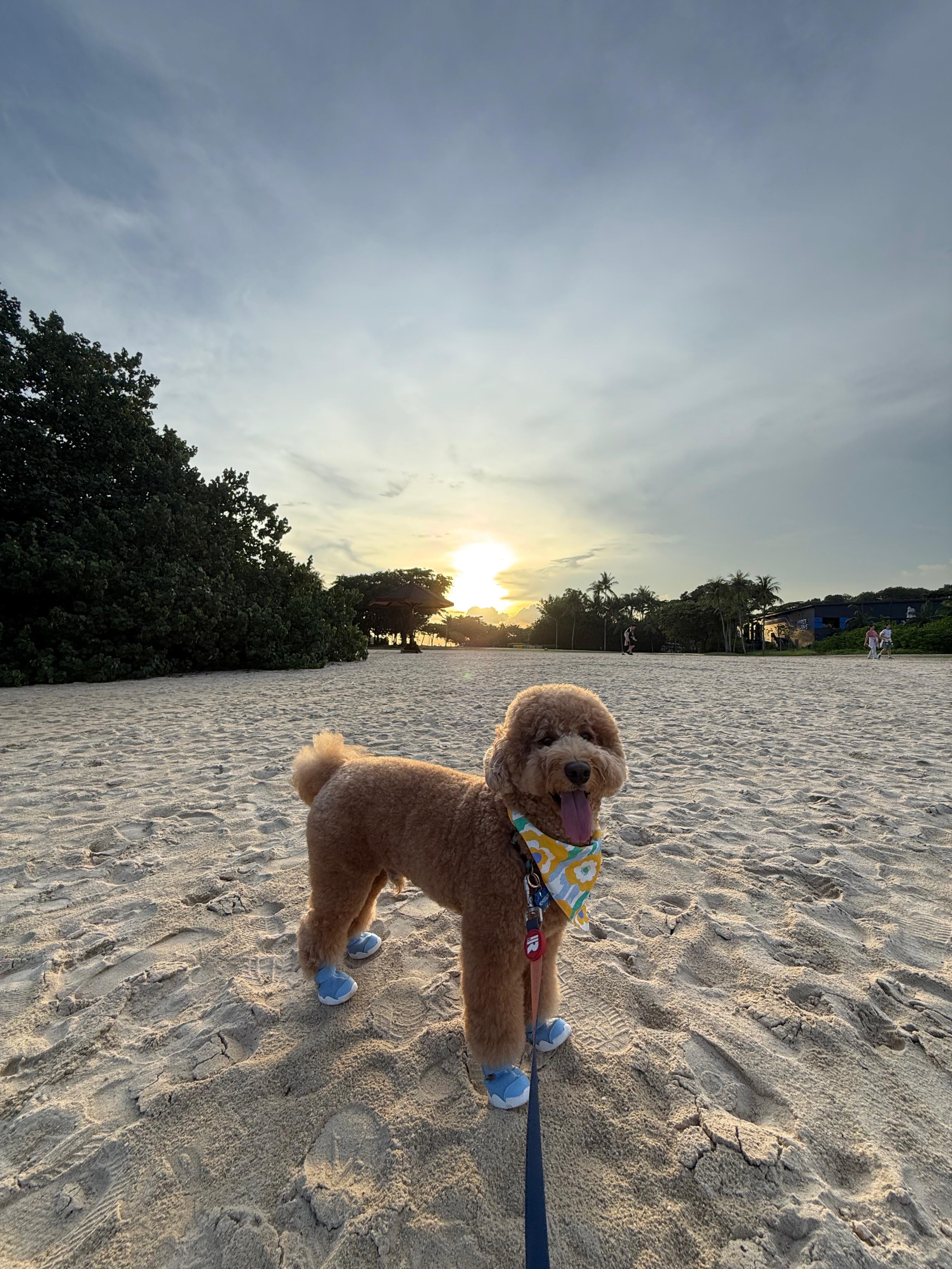 AirPaws™ Series 001 — Lightweight Breathable Dog Shoes