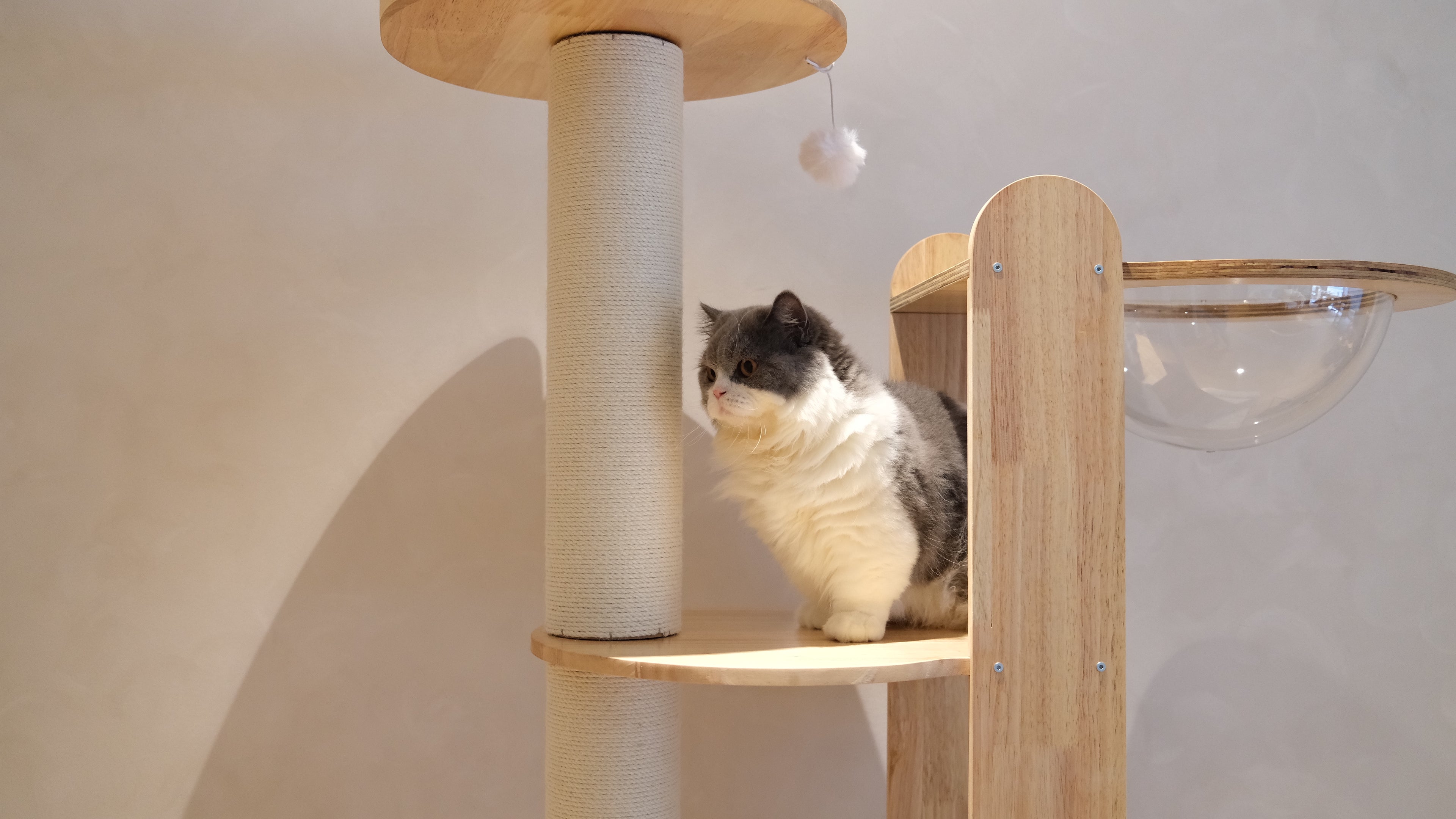 Purrch Club - Loft