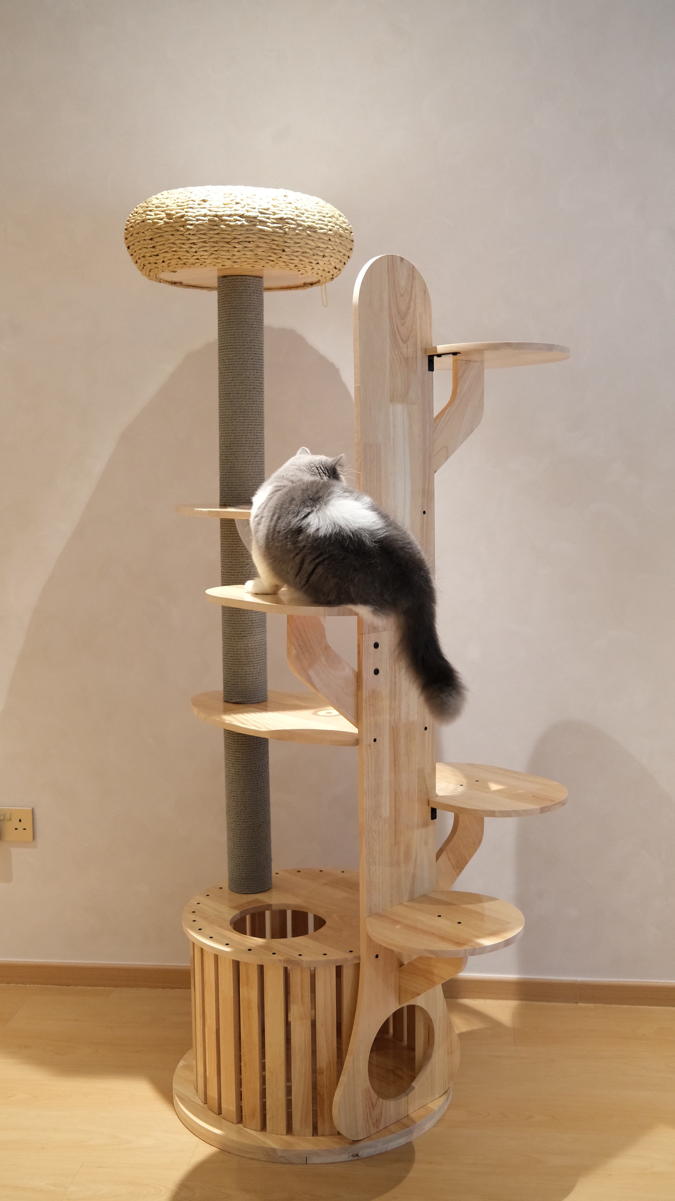 Purrch Club - Cloud