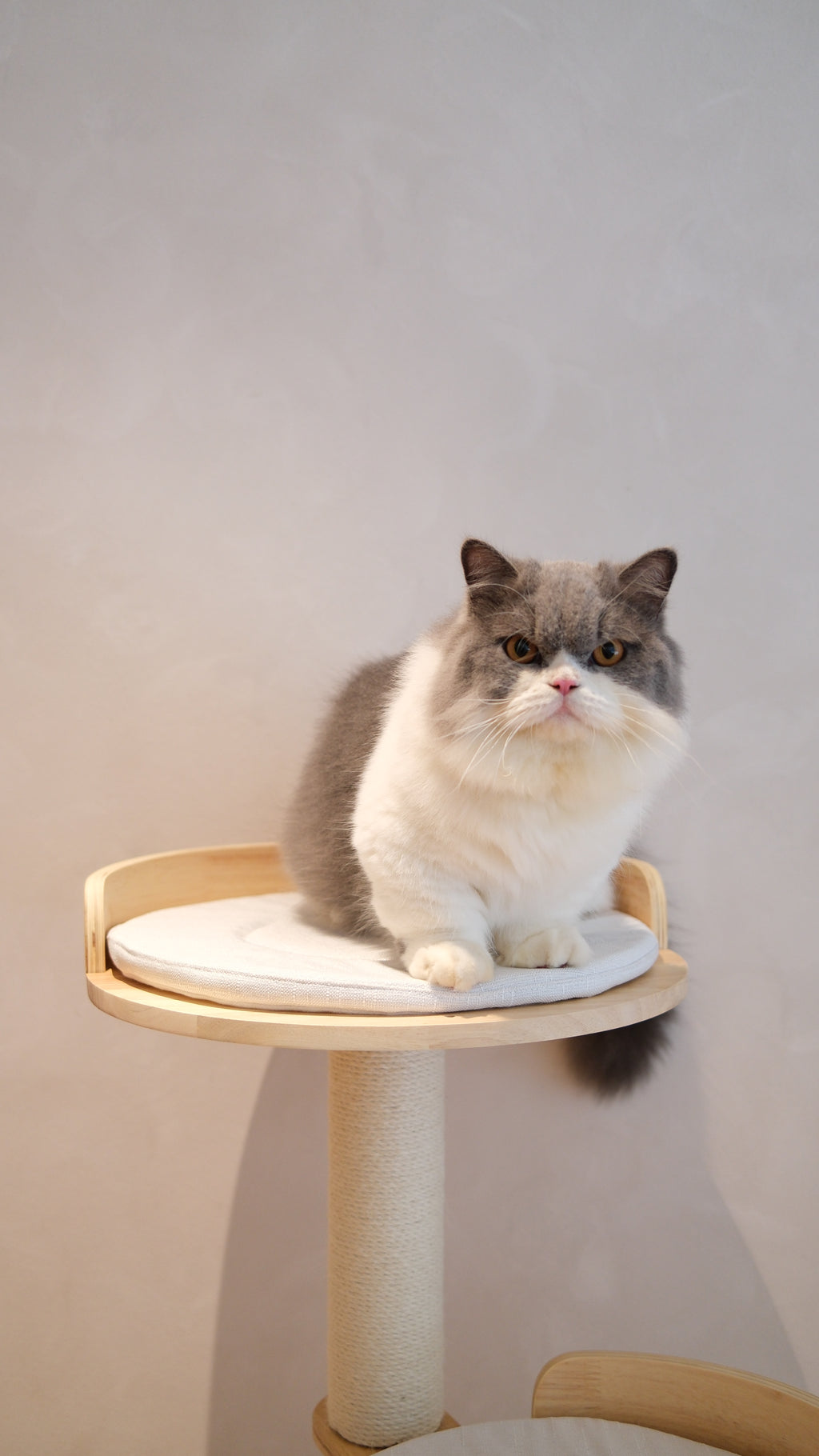 Purrch Club - Mellow