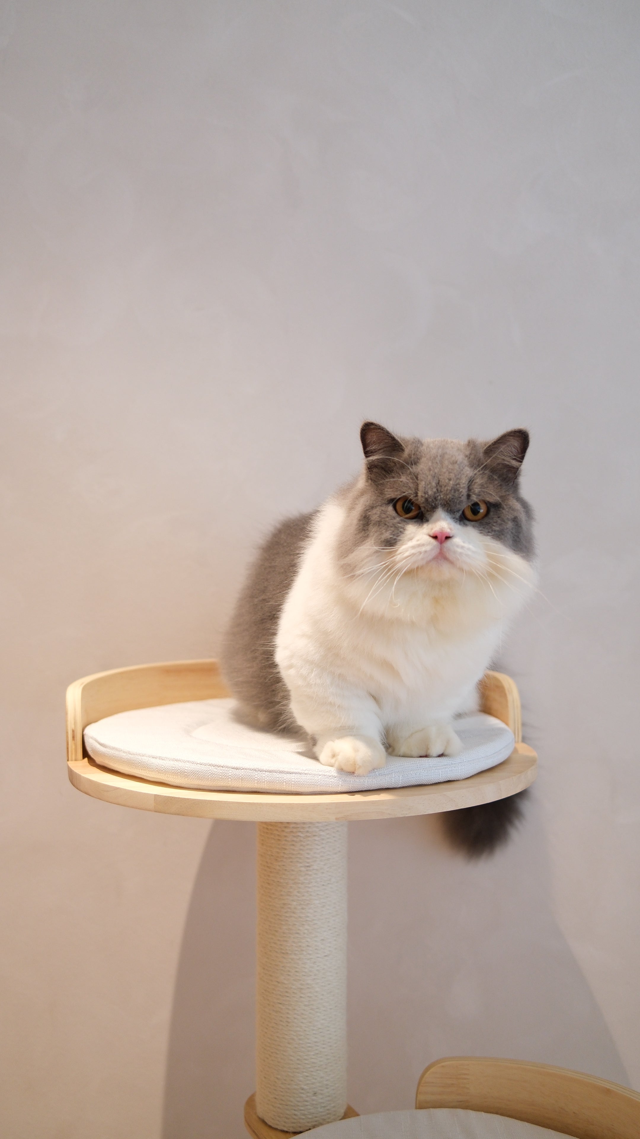 Purrch Club - Mellow