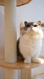 Purrch Club - Mochi