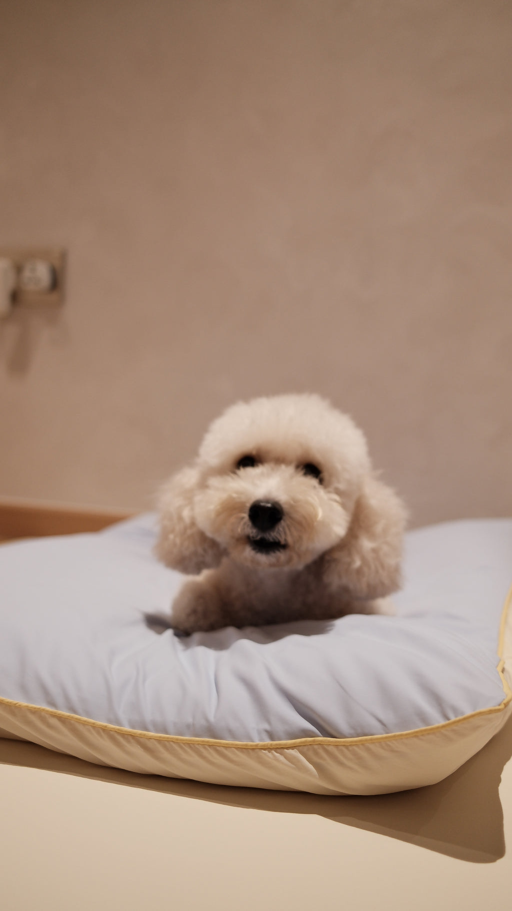 Home | Pawhaus × PawScoutSquad (Pre order, ETA 7 Dec 2026)