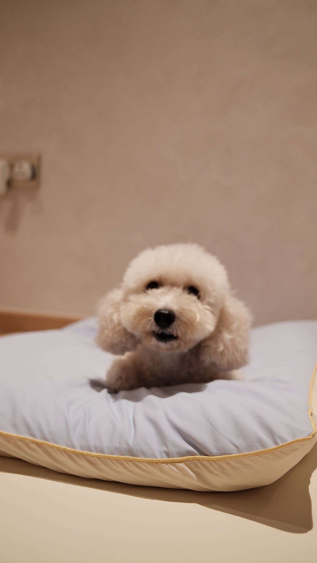 Home | Pawhaus × PawScoutSquad (Pre order, ETA 7 Dec 2026)