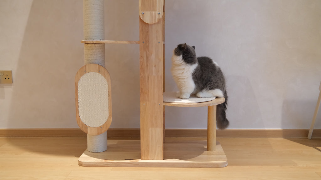 Purrch Club - Loft