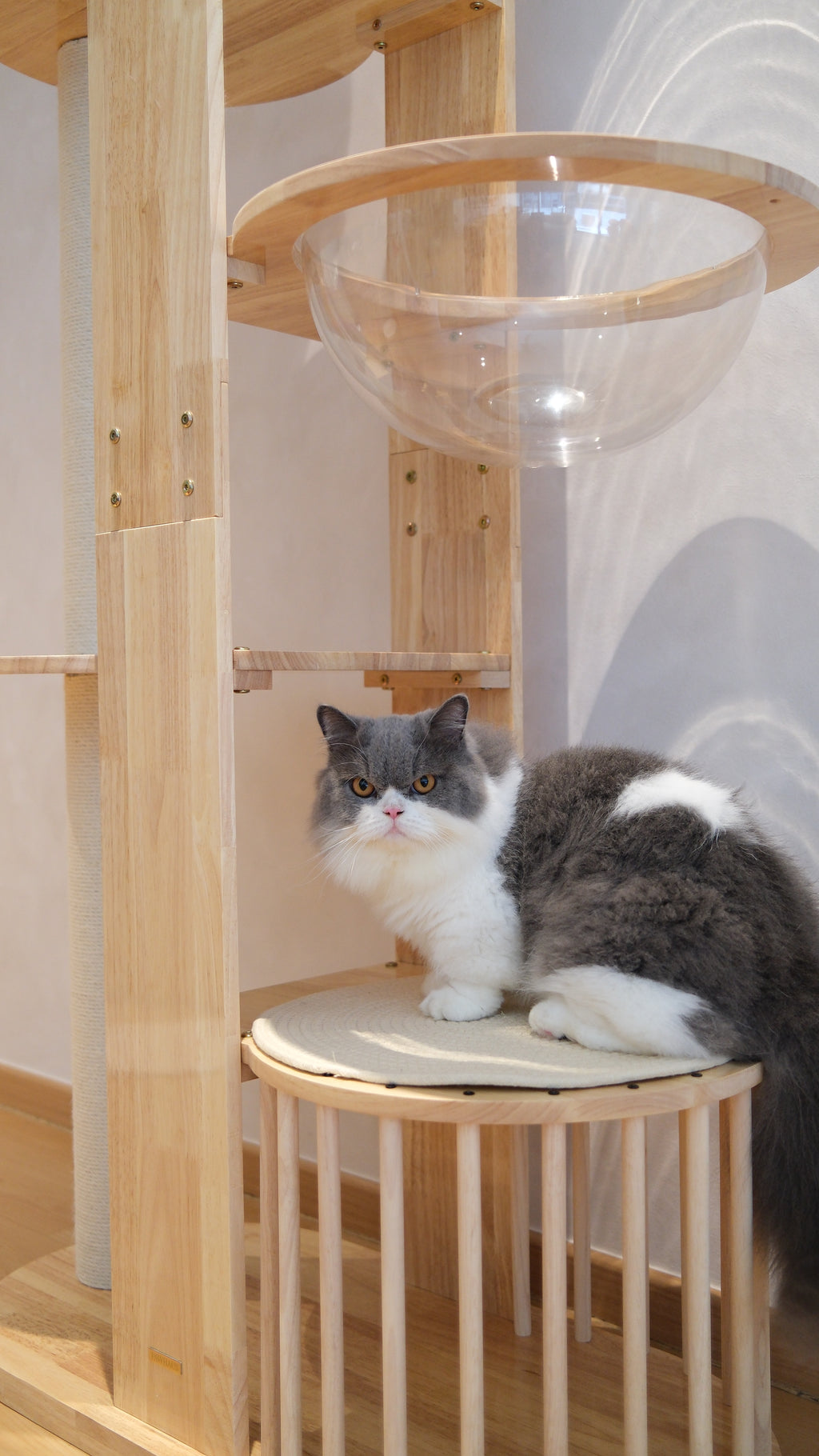 Purrch Club - Loft