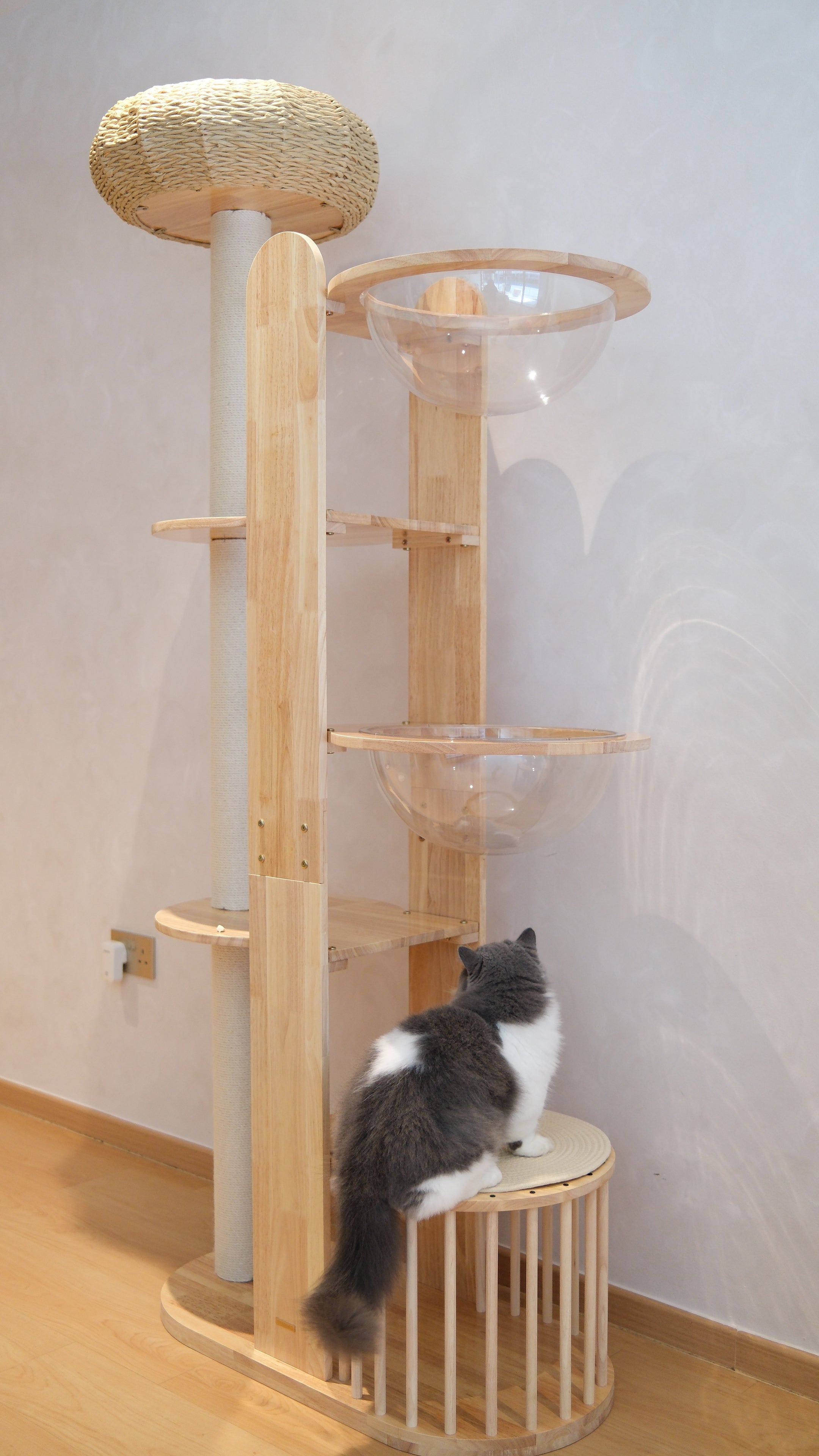 Purrch Club - Mochi
