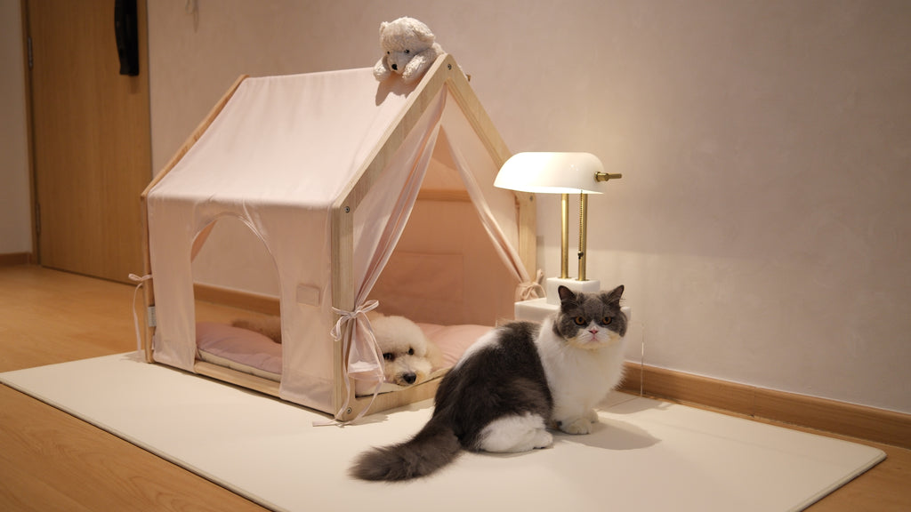 Home | Pawhaus × PawScoutSquad (Pre order, ETA 7 Dec 2026)