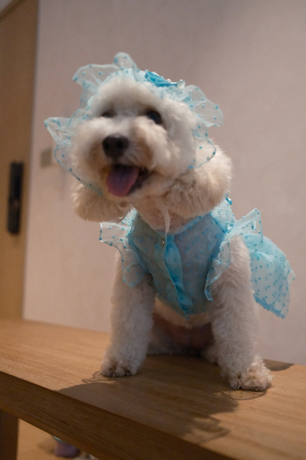 Starlight Tulle Collection