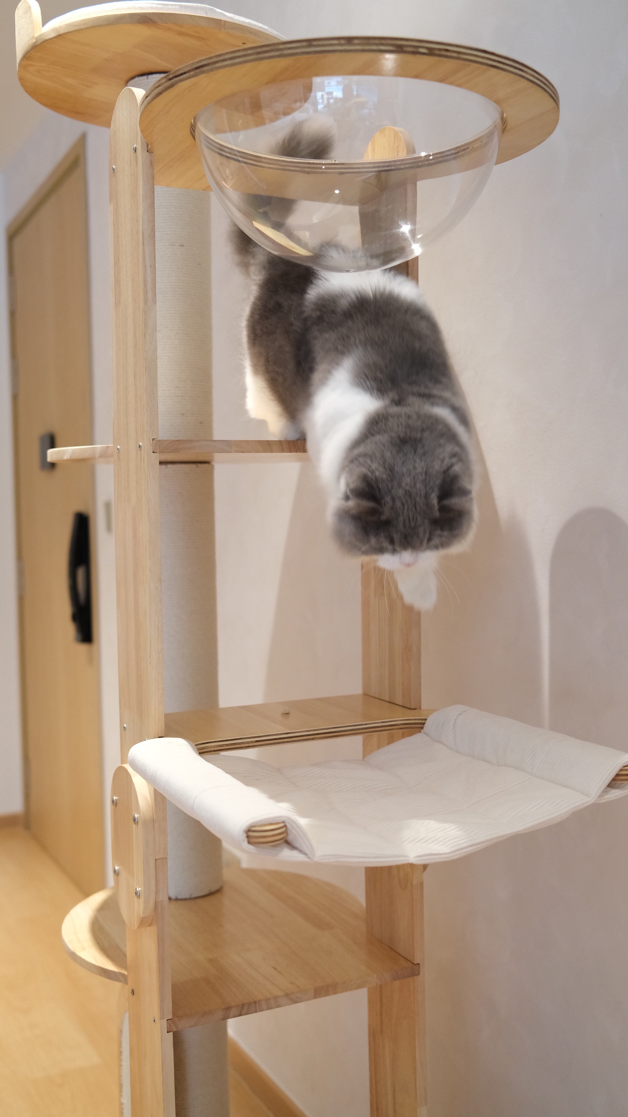 Purrch Club - Loft