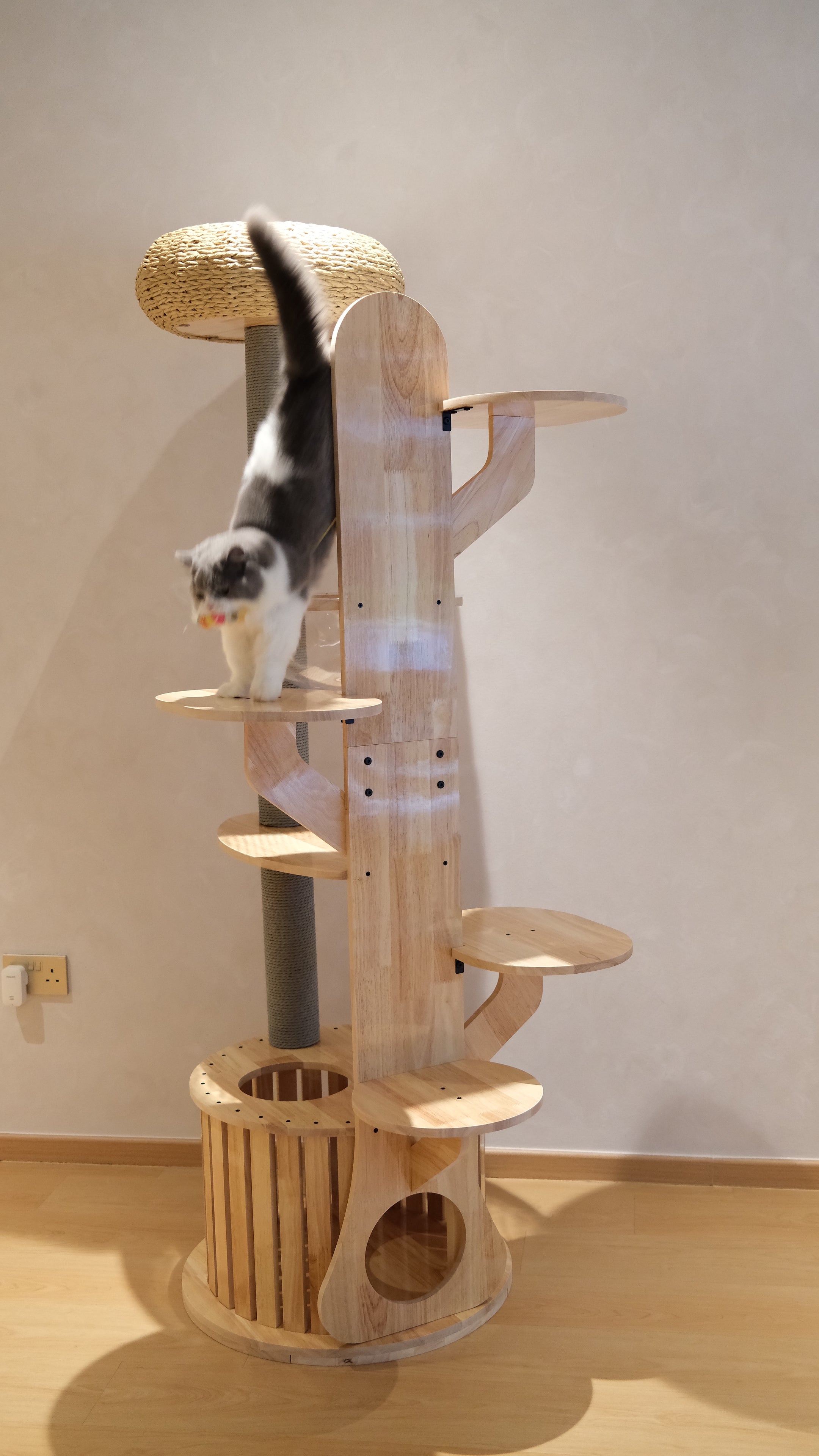 Purrch Club - Cloud