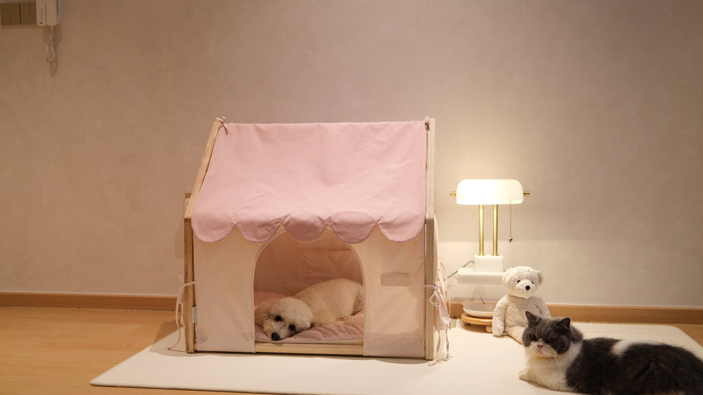 Home | Pawhaus × PawScoutSquad (Pre order, ETA 7 Dec 2026)