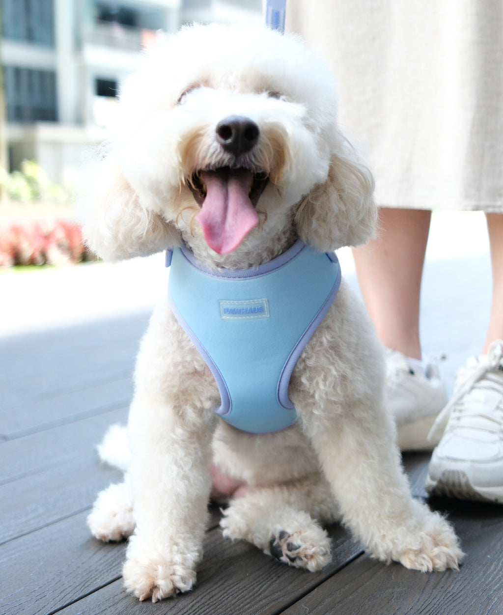 Lilac Sky Harness and Leash