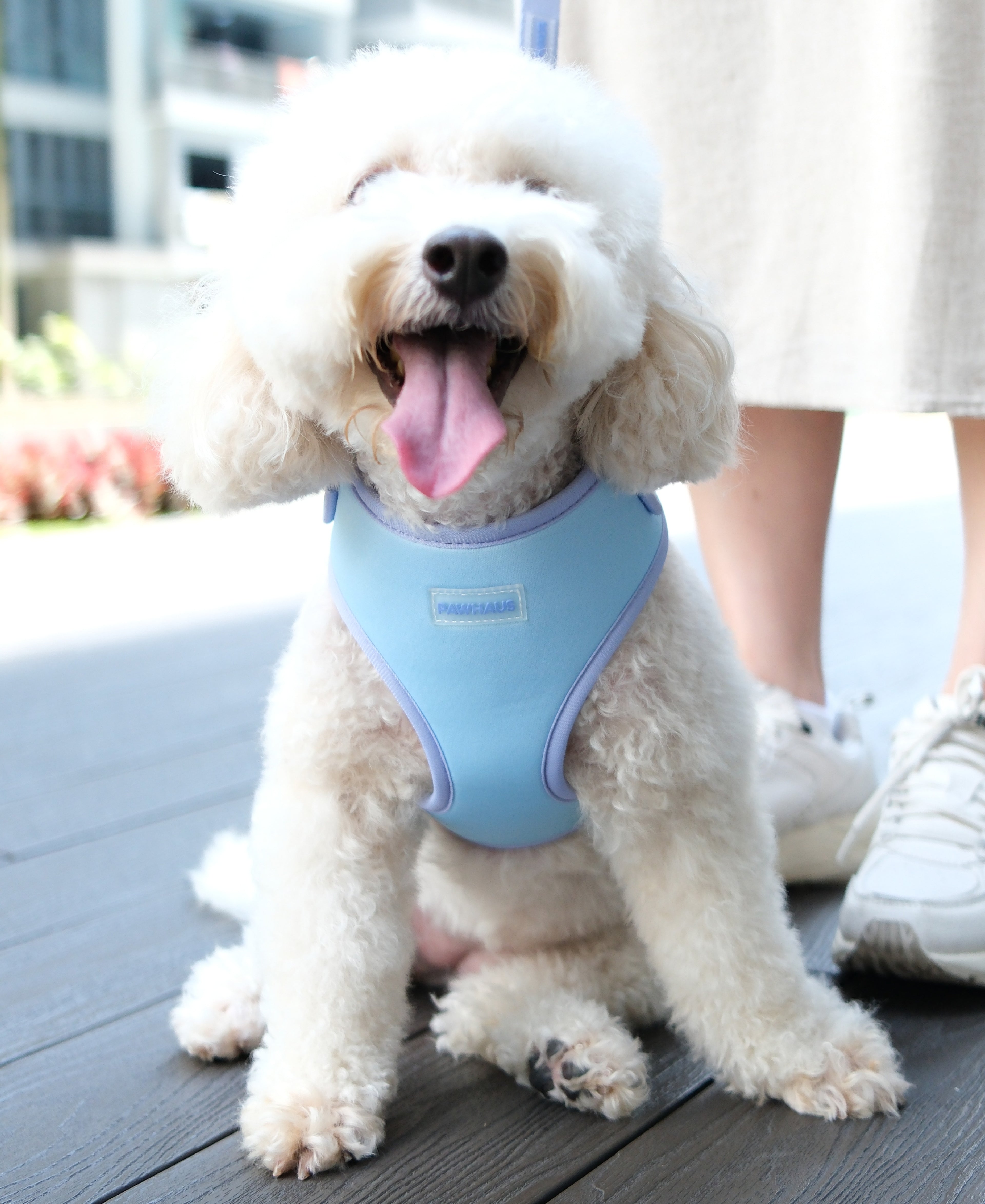 Lilac Sky Harness and Leash