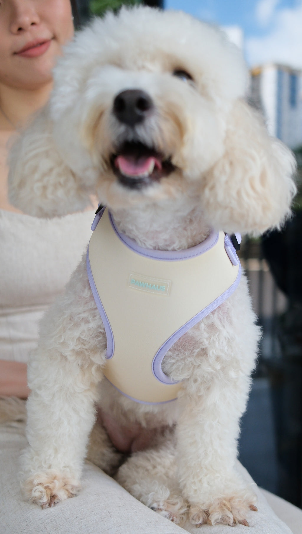 Spring Meadow Harness & Leash Set