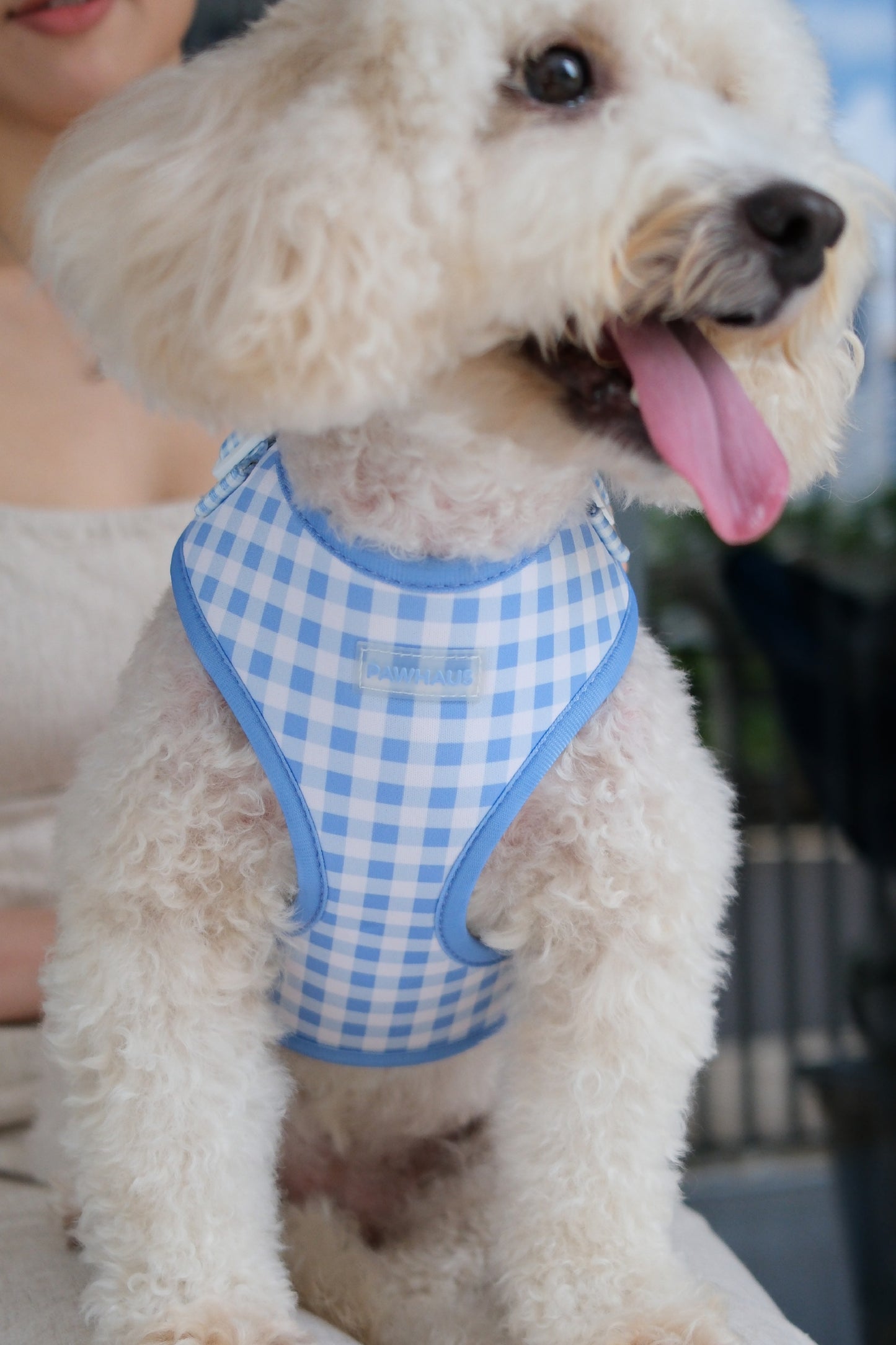 Blue Gingham Comfort Harness & Leash Set