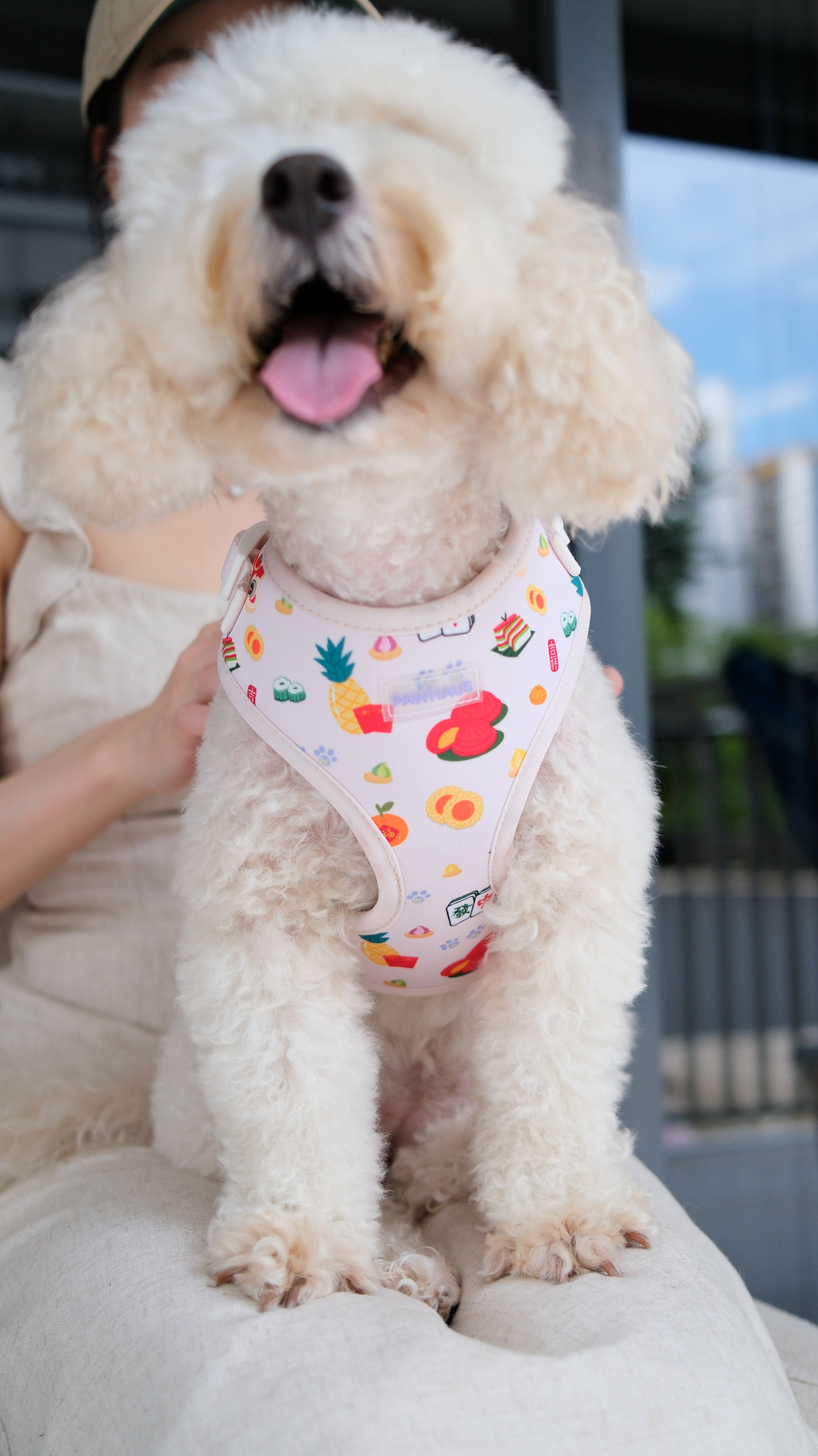 🍊 PawHaus CNY Lucky Treats Harness & Leash Set