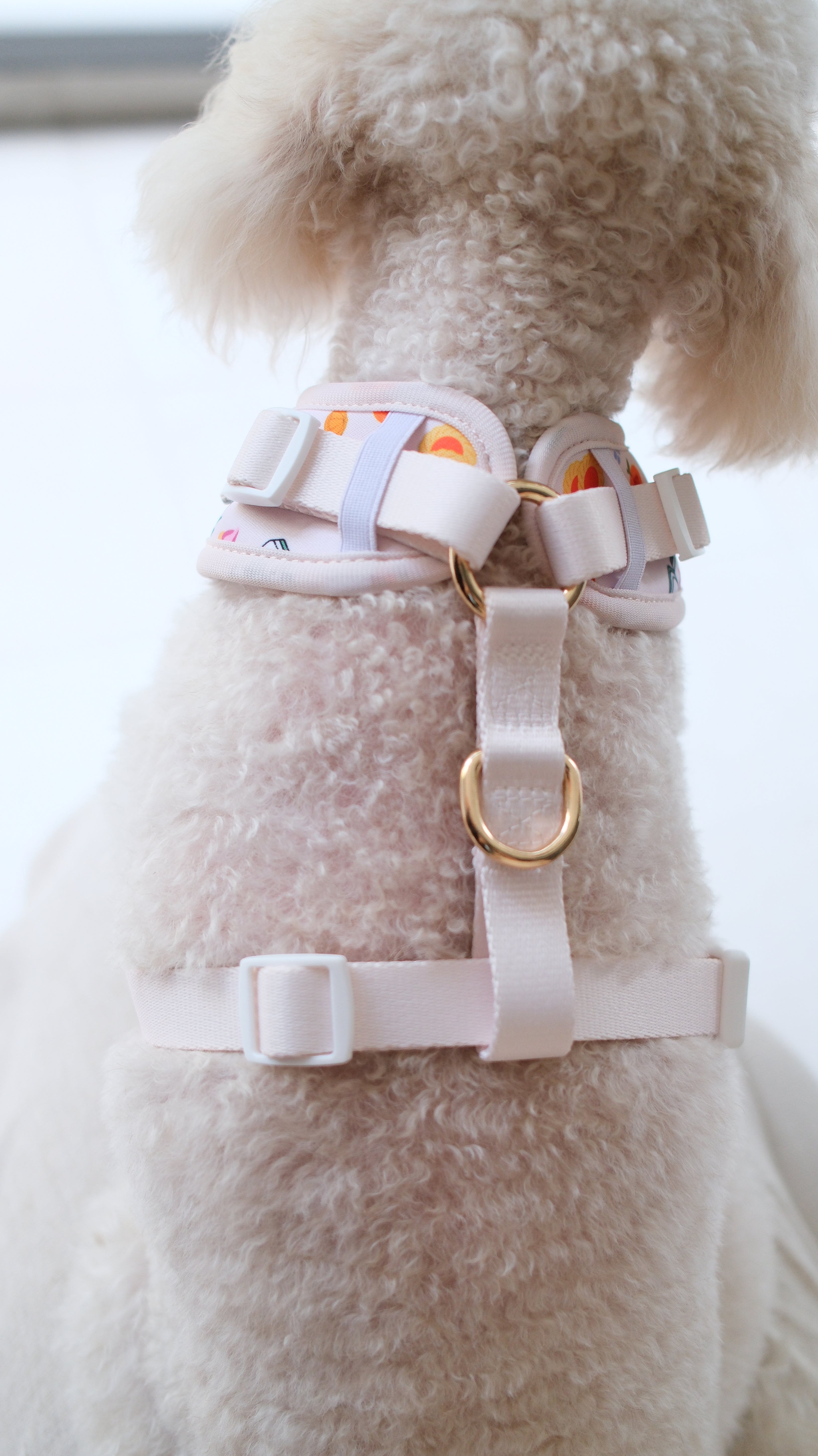 🍊 PawHaus CNY Lucky Treats Harness & Leash Set