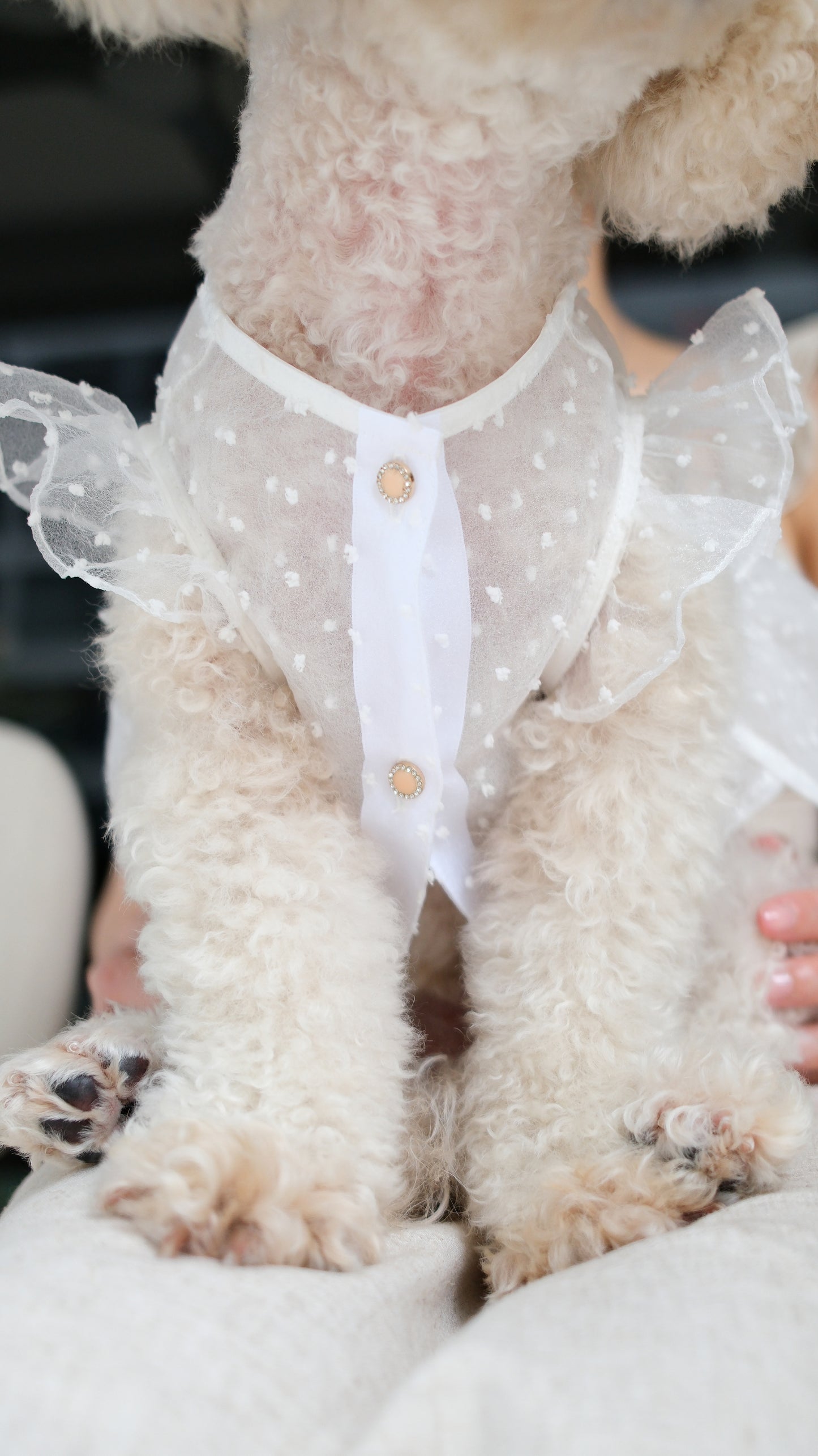 Starlight Tulle Collection