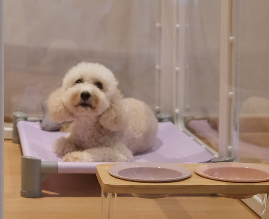 Premium Acrylic Pet Playpen