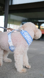 Blue Gingham Comfort Harness & Leash Set