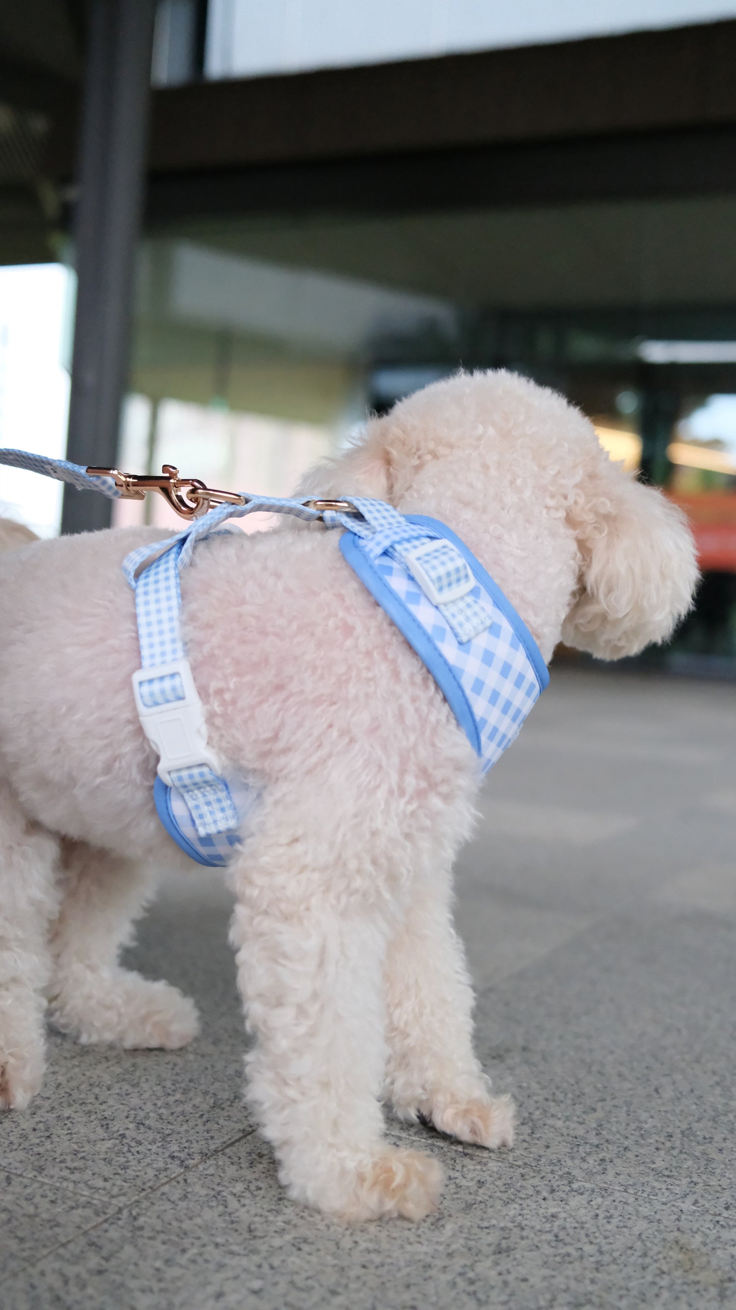 Blue Gingham Comfort Harness & Leash Set