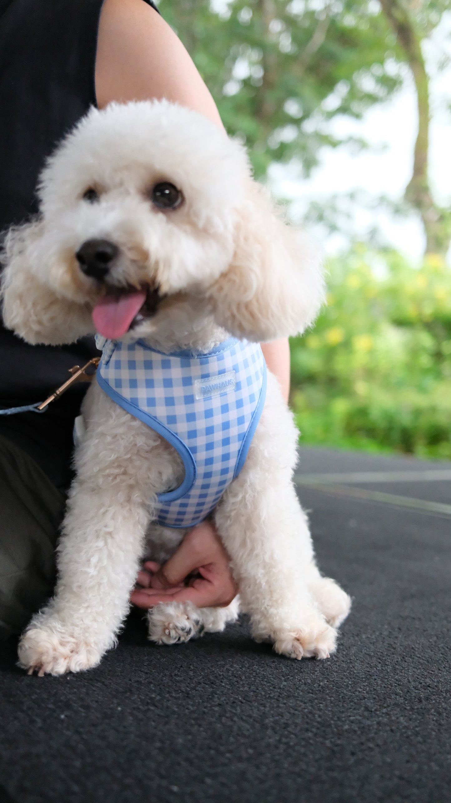 Blue Gingham Comfort Harness & Leash Set