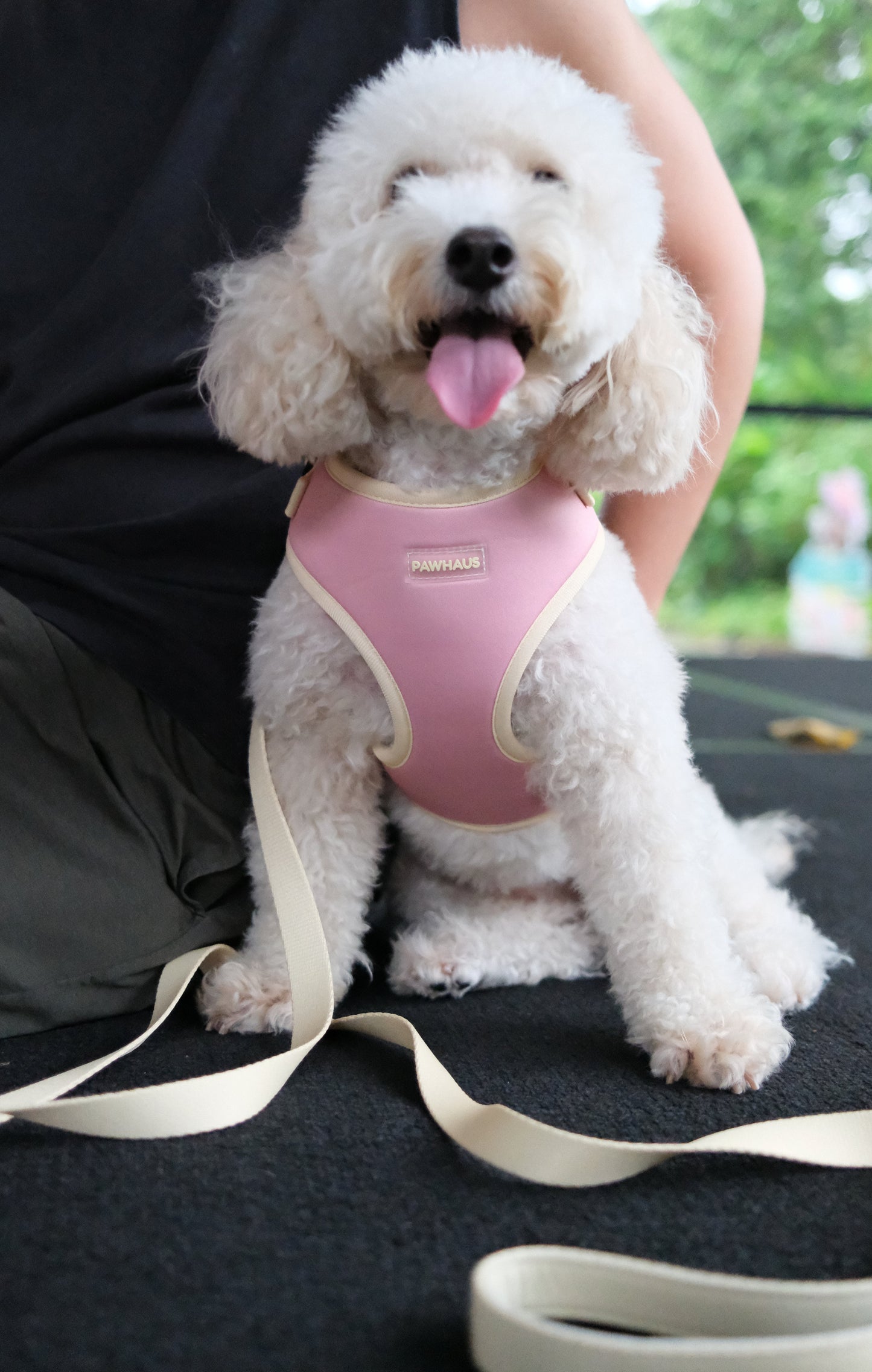 Sunset Sorbet Comfort Harness & Leash Set