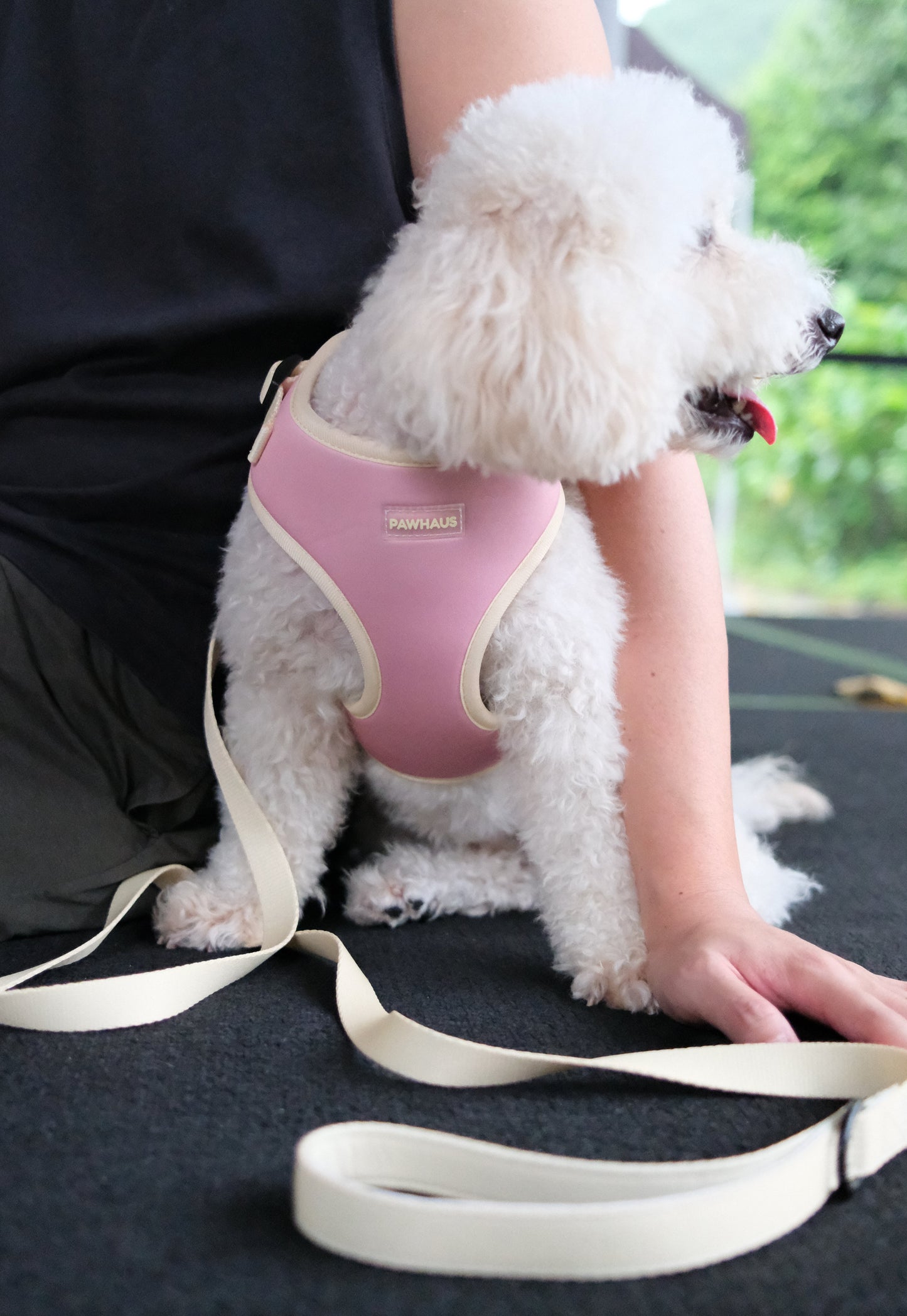 Sunset Sorbet Comfort Harness & Leash Set