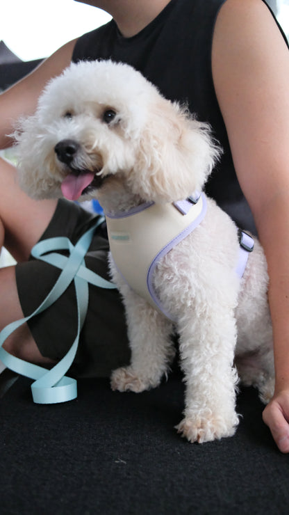 Spring Meadow Harness & Leash Set