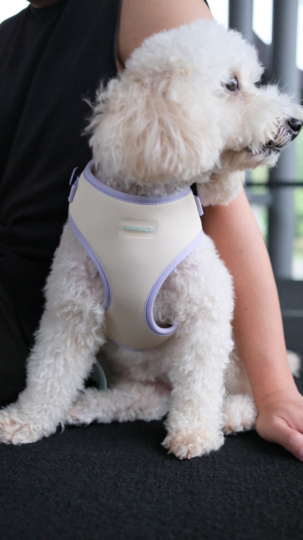 Spring Meadow Harness & Leash Set