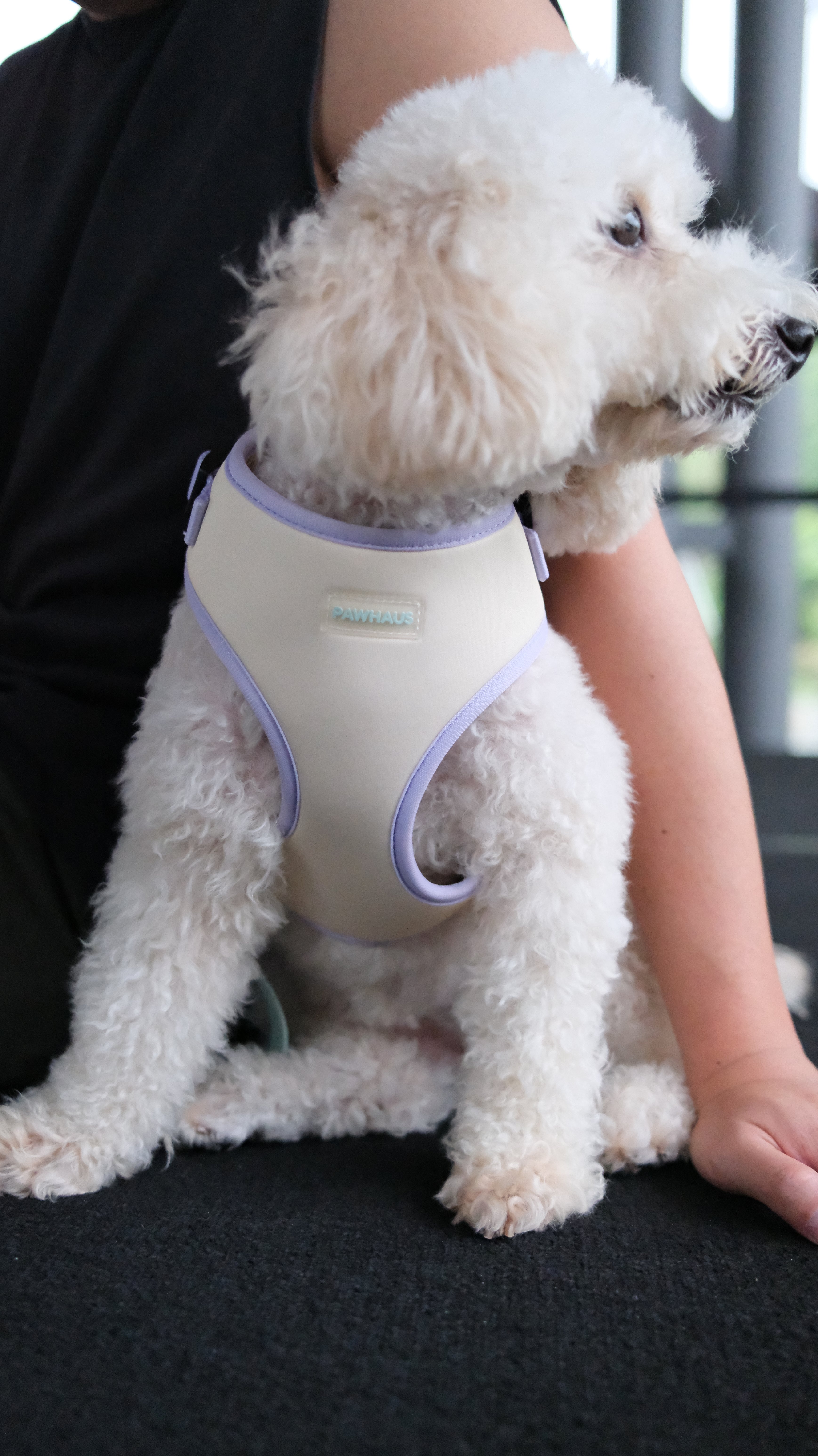 Spring Meadow Harness & Leash Set