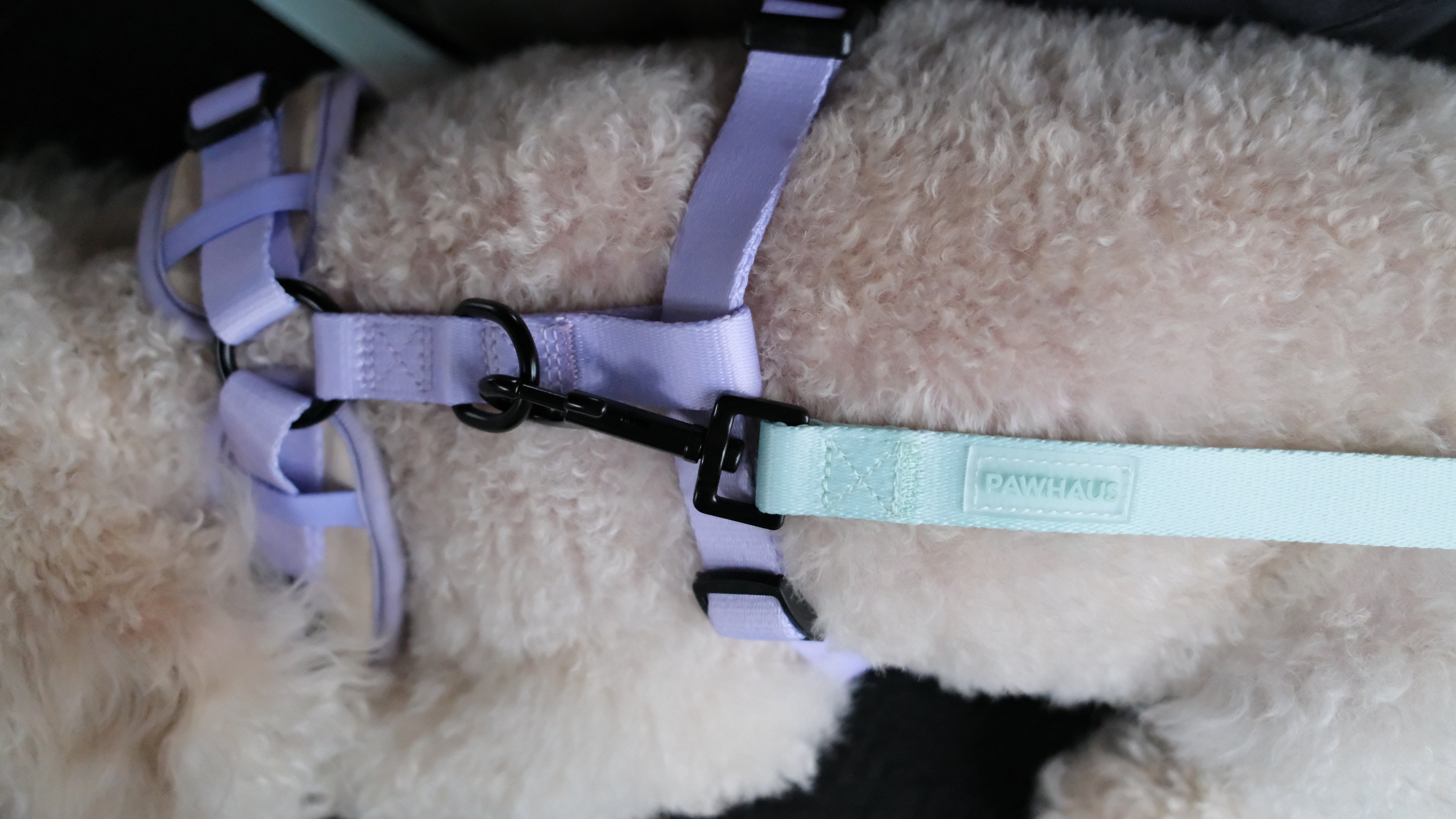 Spring Meadow Harness & Leash Set
