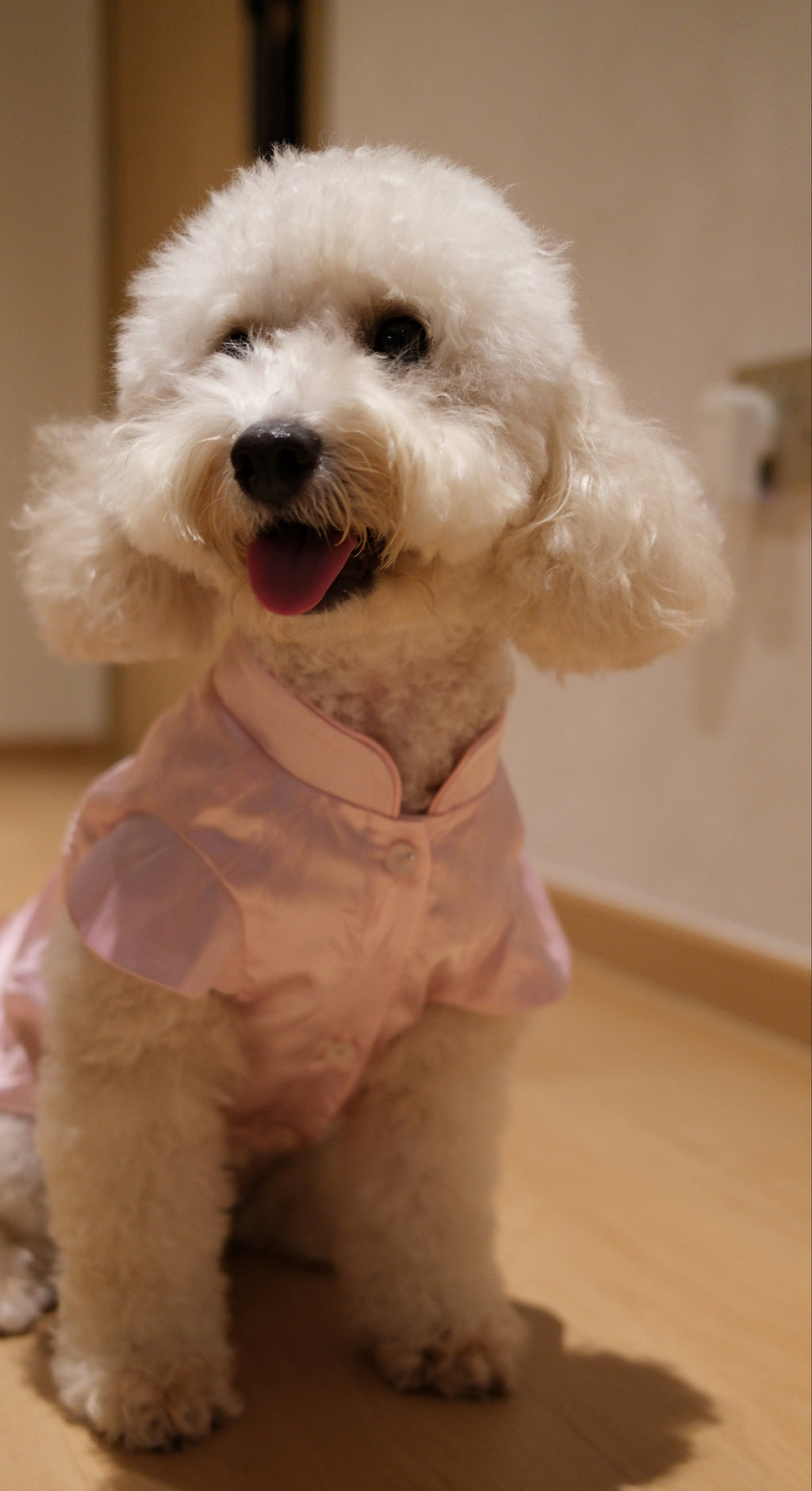 Little Qipao Collection