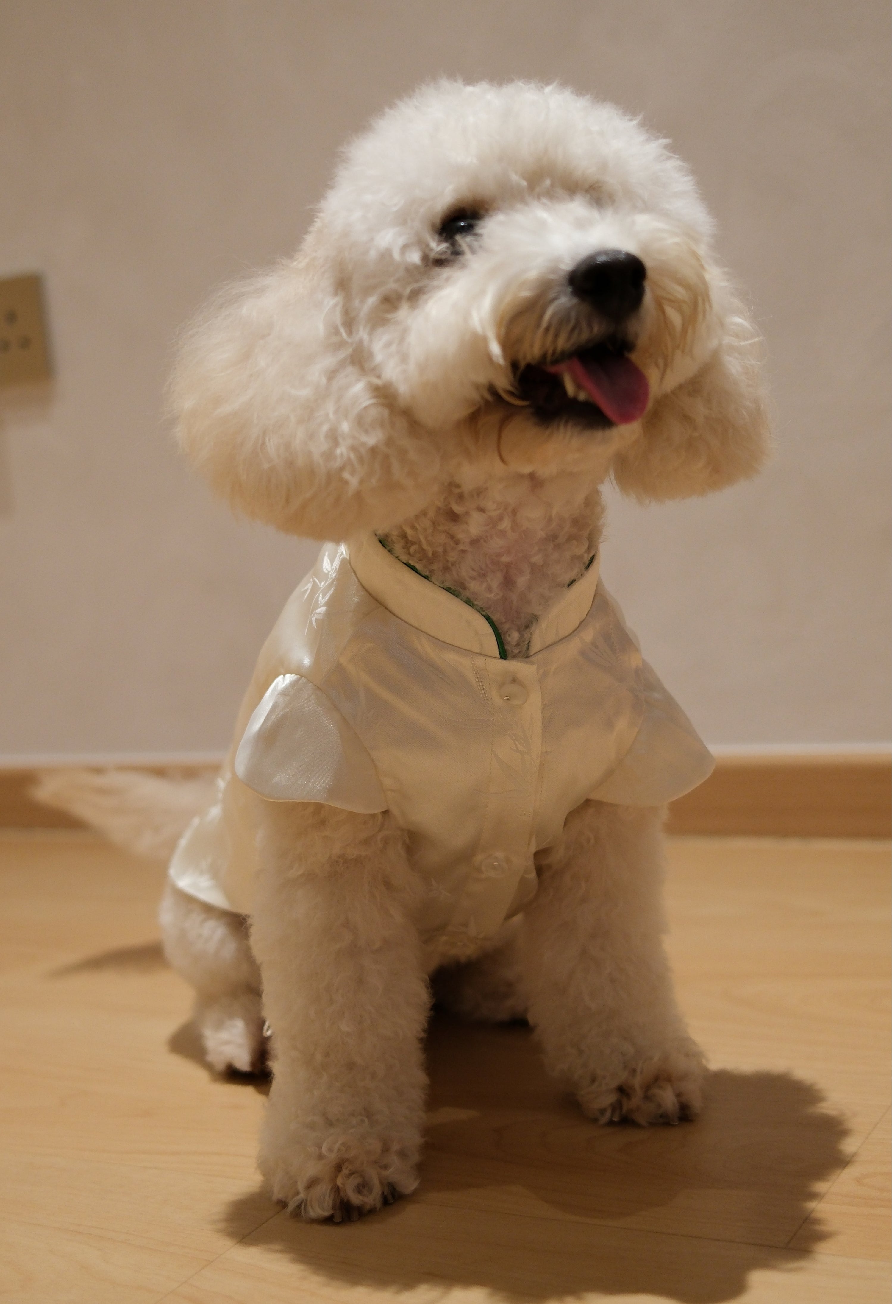 Little Qipao Collection